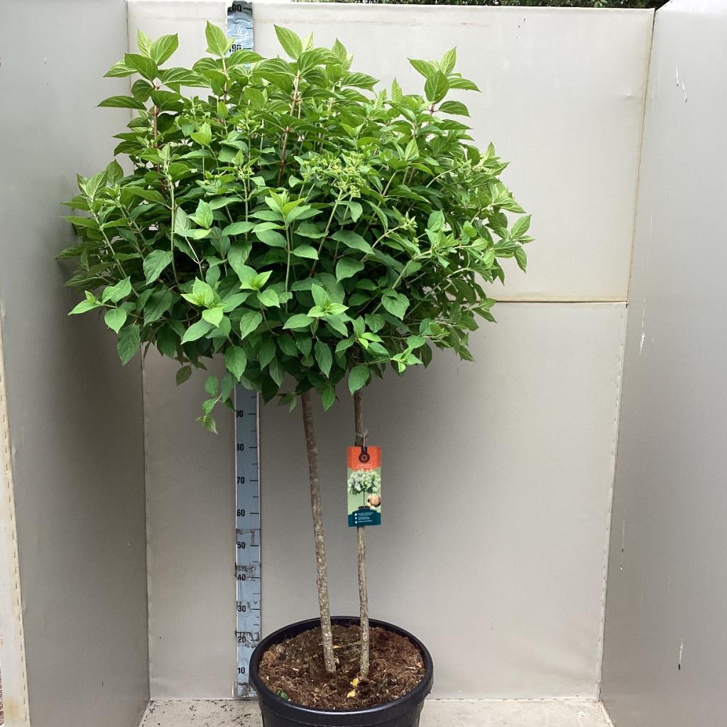 Hydrangea paniculata 'LimeLight’ Multistem Tree 12L-45L