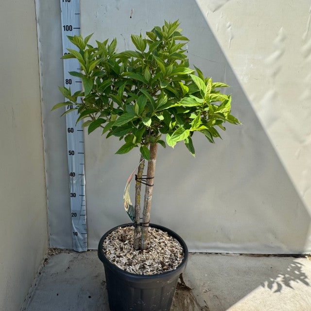 Hydrangea paniculata 'LimeLight’ Multistem Tree 12L-45L