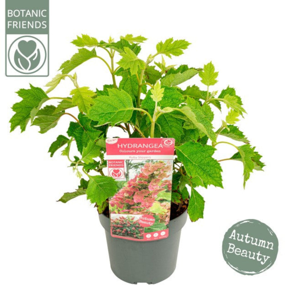 Hydrangea quercifolia 'Ruby Slippers' 3L
