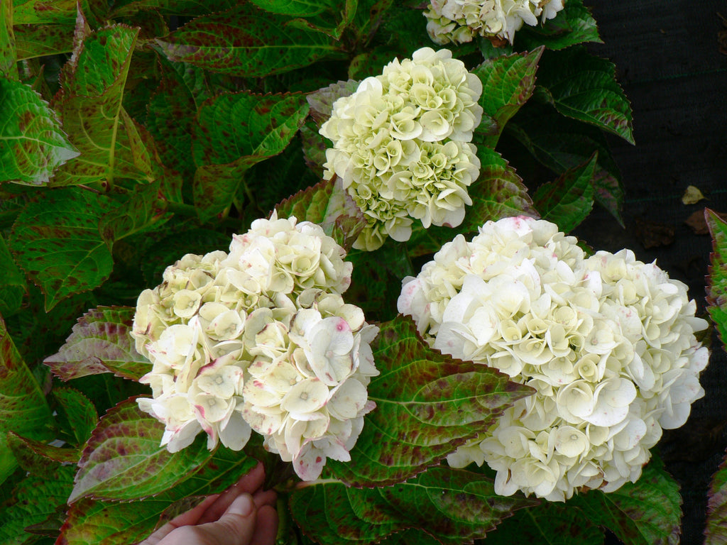 Hydrangea macrophylla 'Shakira' 9cm