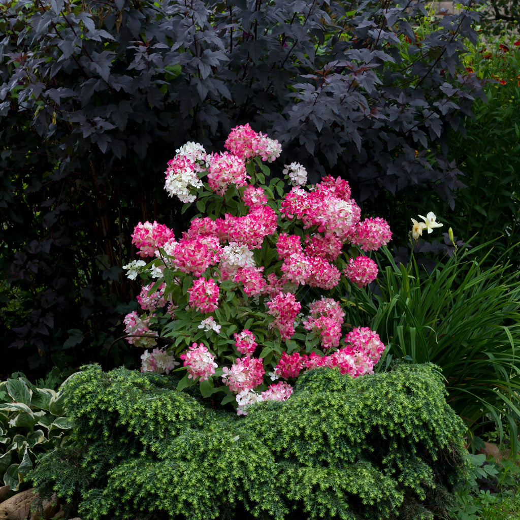 Hydrangea paniculata Diamant Rouge 'Rendia' 5L