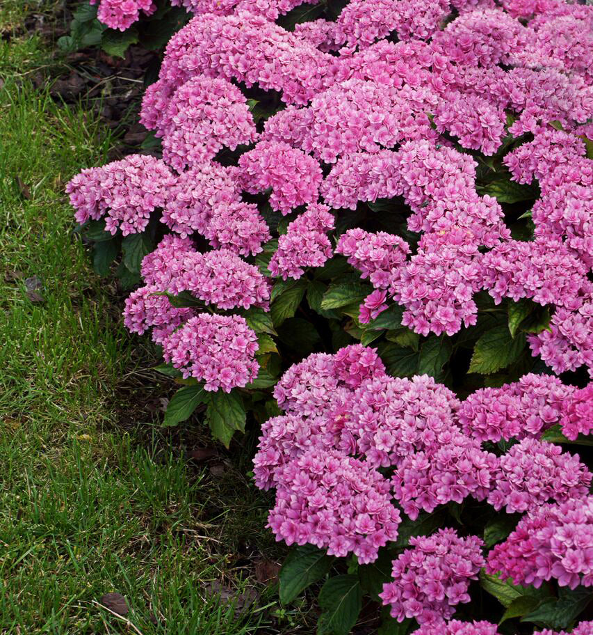 Hydrangea 'Together' 9cm