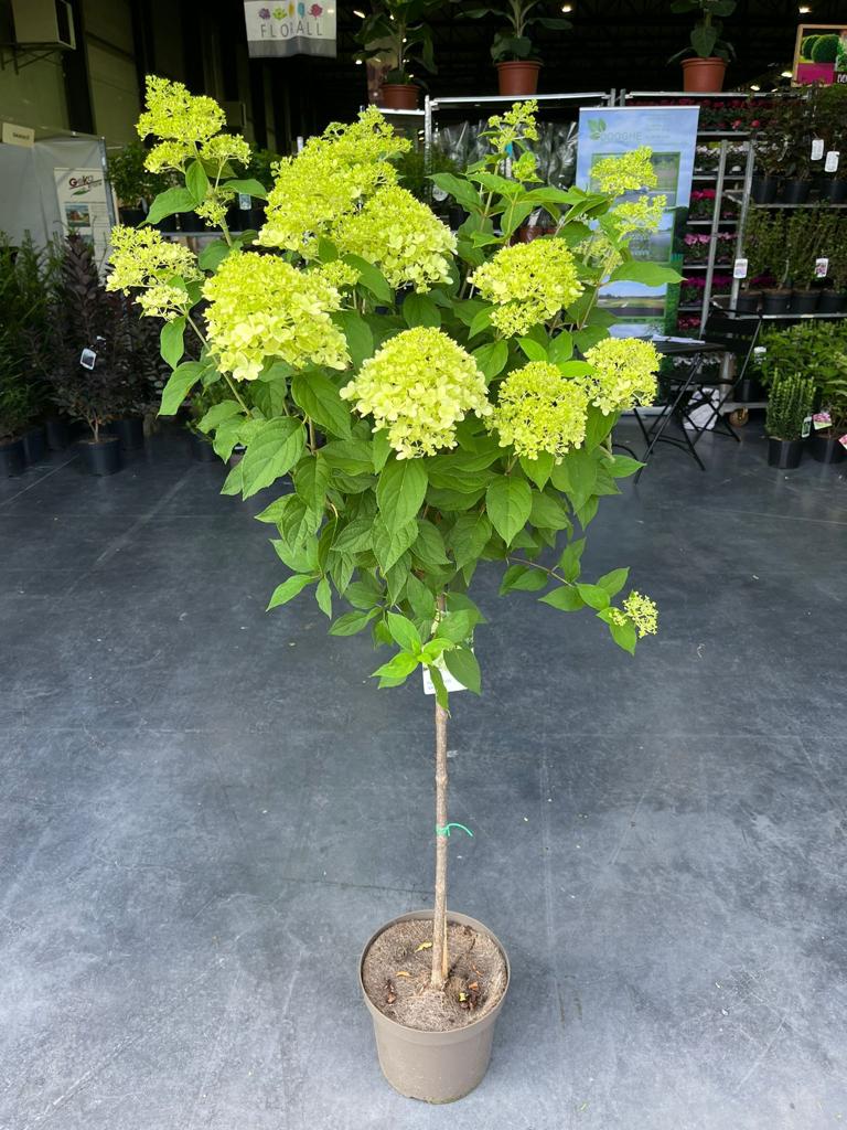 Hydrangea paniculata 'LimeLight’ Tree