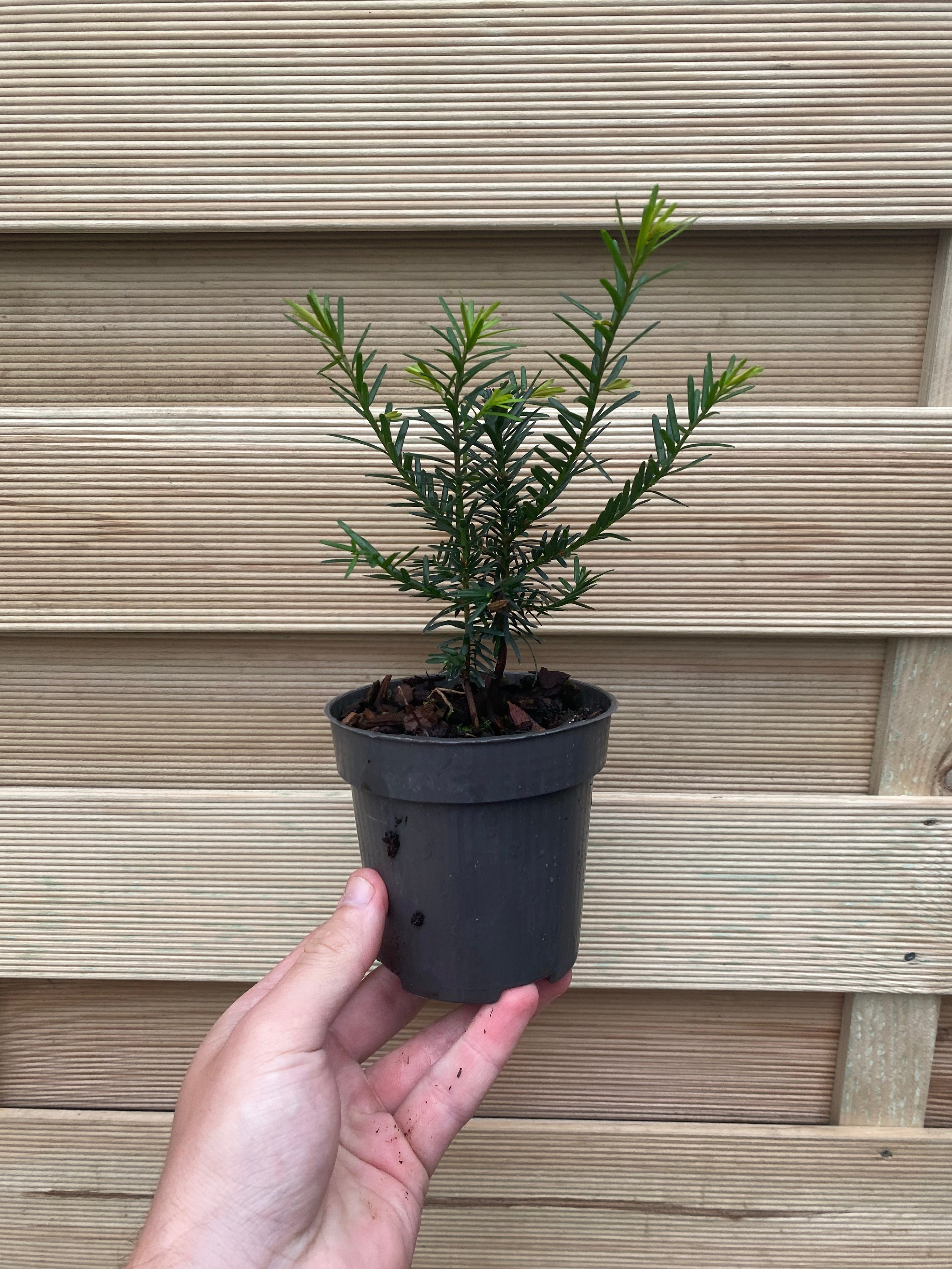 Yew Hedging - Taxus Baccata 9cm/2L
