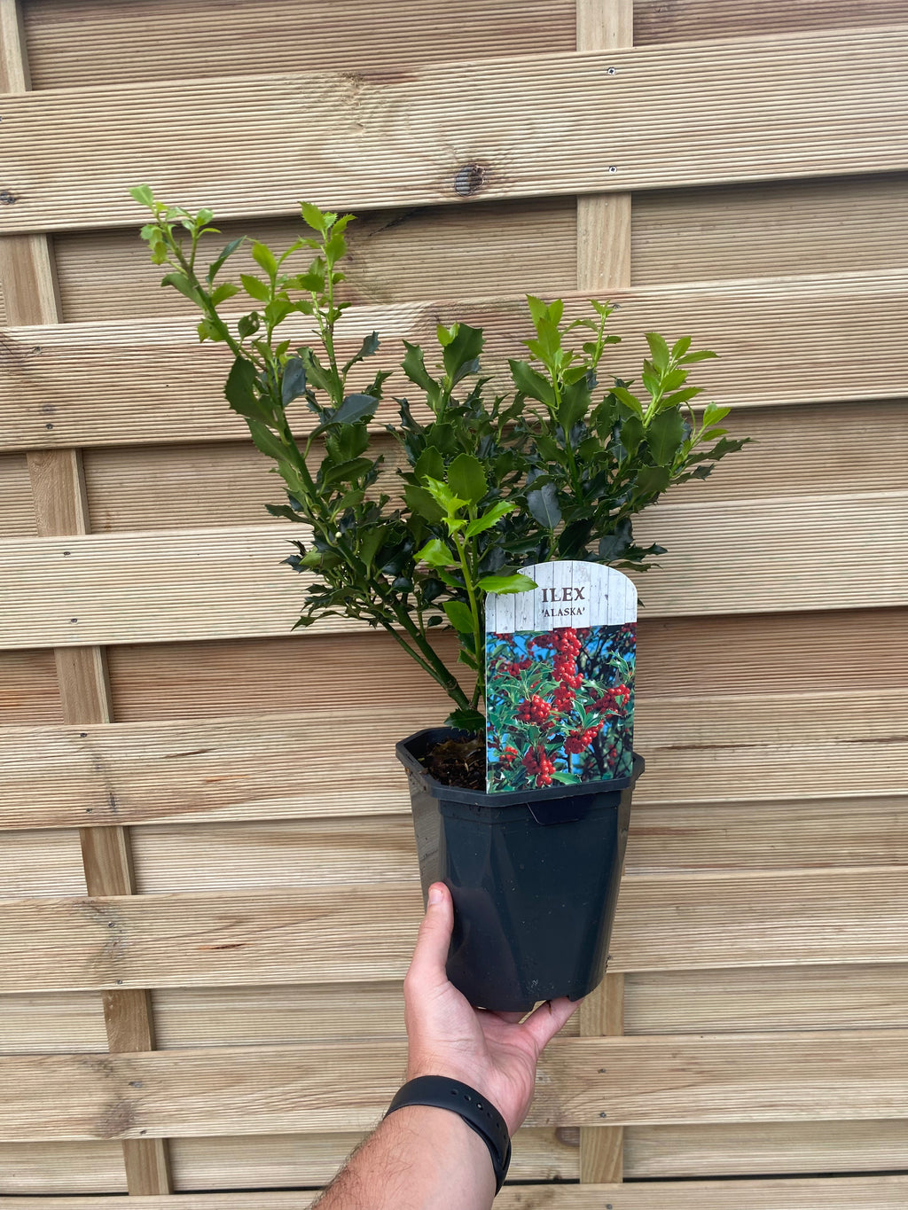 Ilex aquifolium 'Alaska' Holly 2L