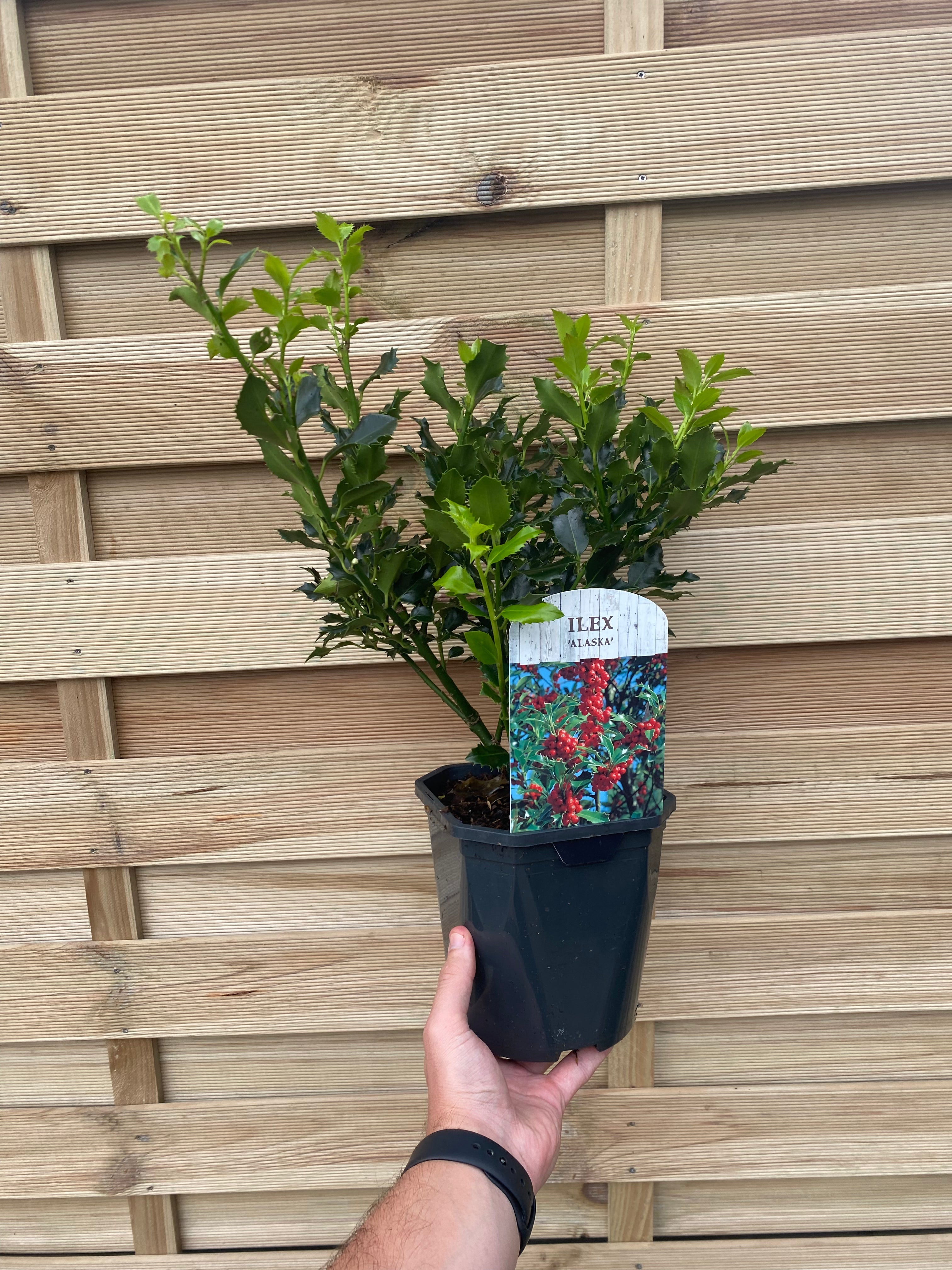 Ilex aquifolium 'Alaska' Holly 2L