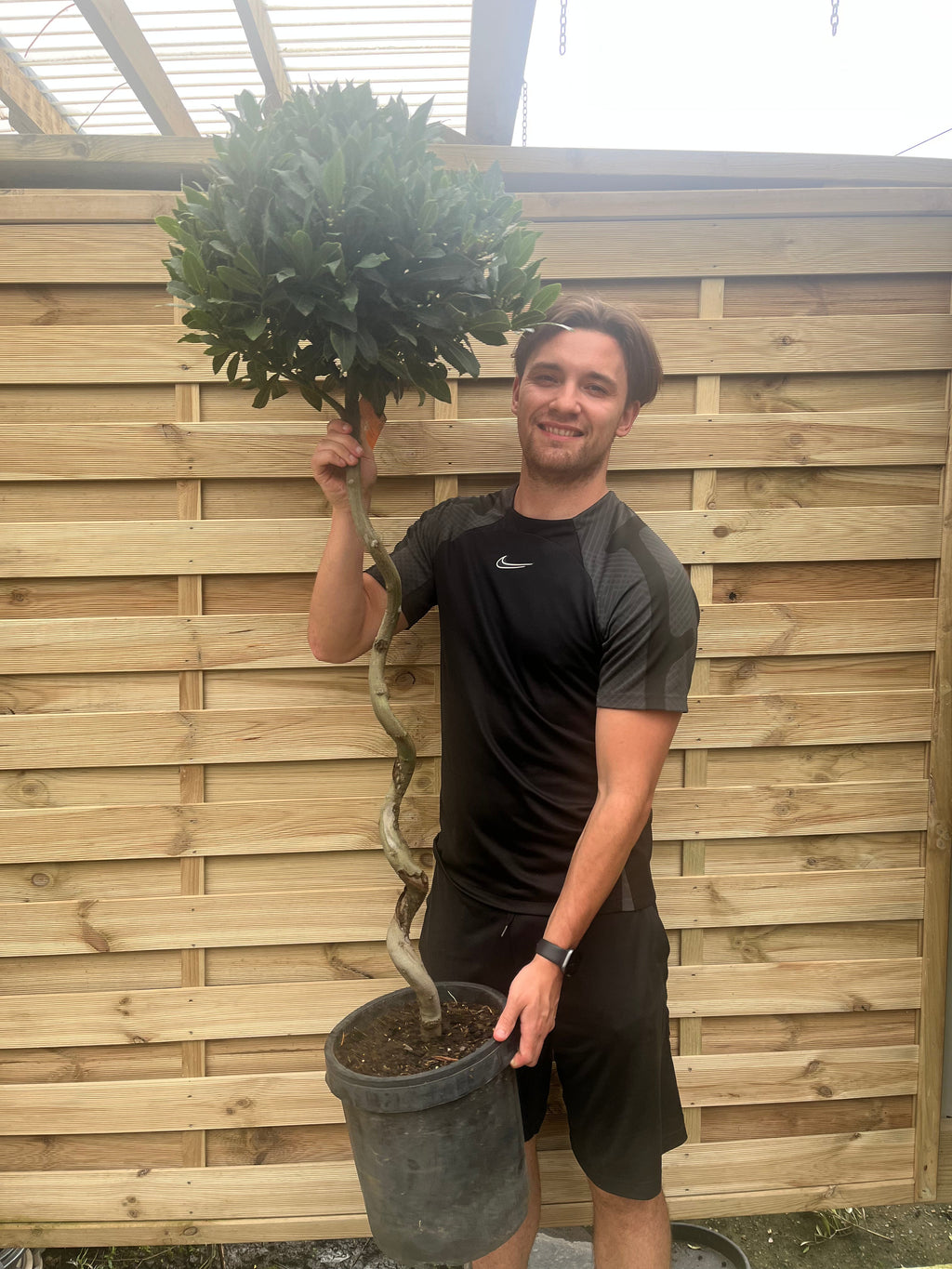 4ft / 5ft Spiral Stem Standard Bay Tree | Laurus nobilis | 110-120cm, 130-150cm