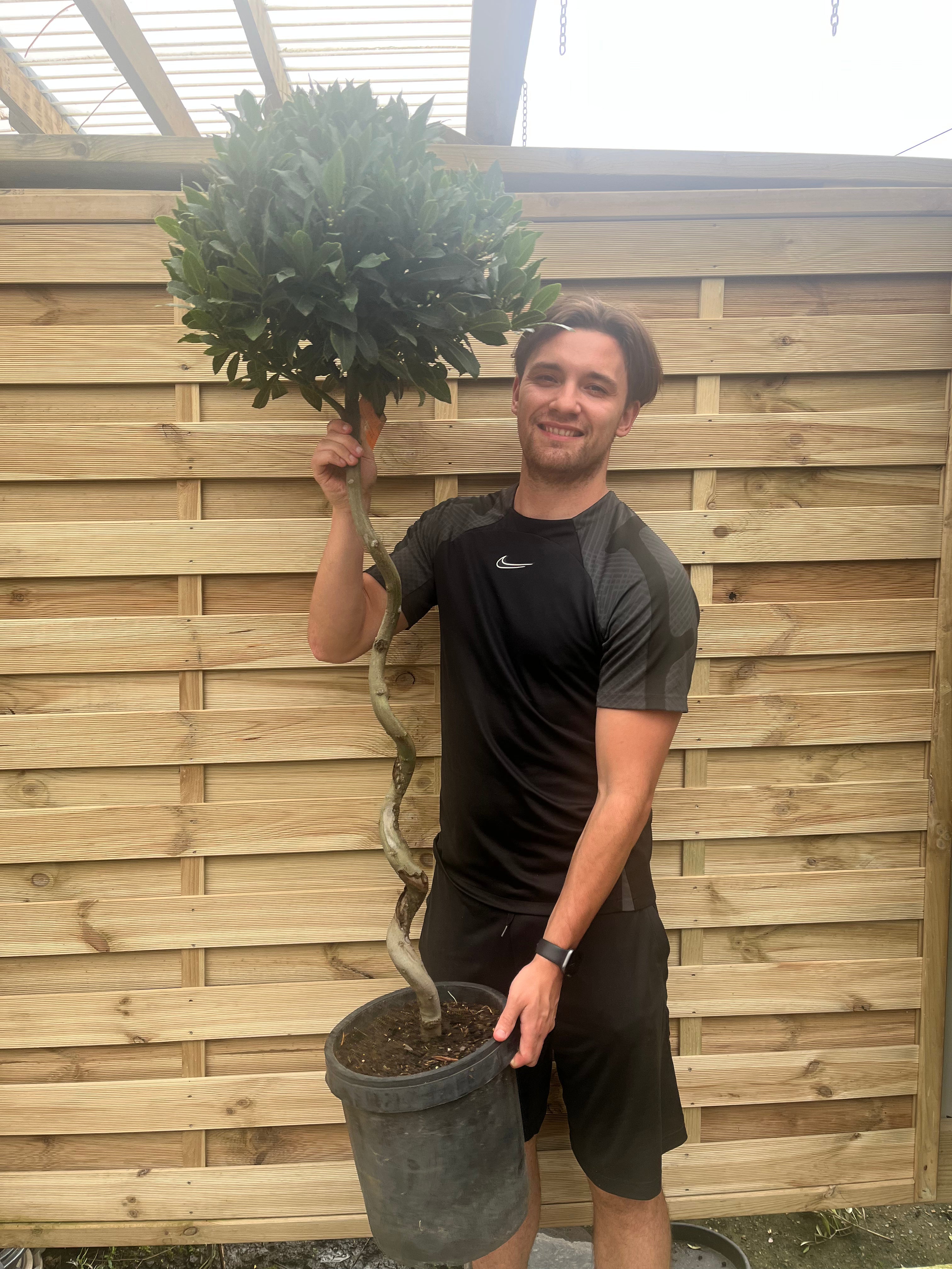 4ft / 5ft Spiral Stem Standard Bay Tree | Laurus nobilis | 110-120cm, 130-150cm