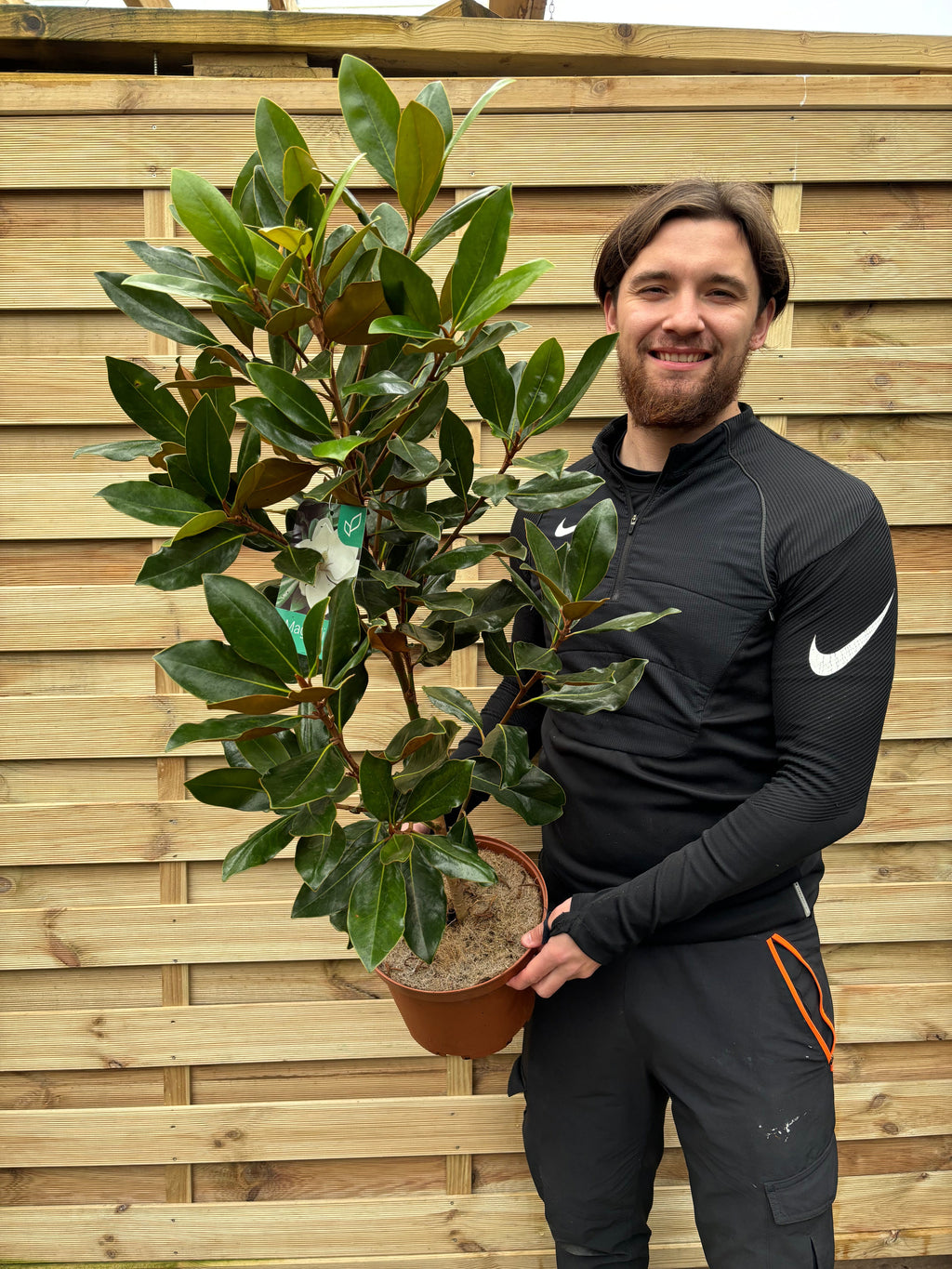 Evergreen Magnolia | Magnolia grandiflora 'Little Gem' | 90-100cm