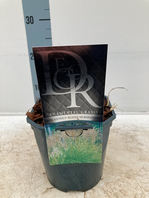 Miscanthus sinensis 'Kleine Silberspinne' 2L