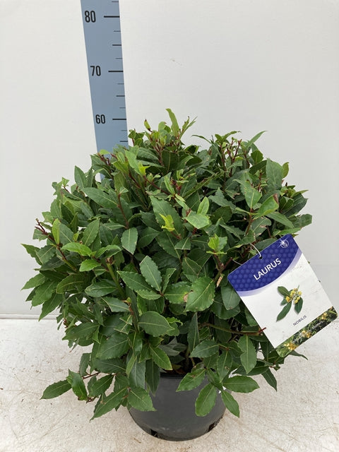 Established Laurus Nobilis Ball (Bay Leaf Ball) 10L / 15L / 24L / 30L