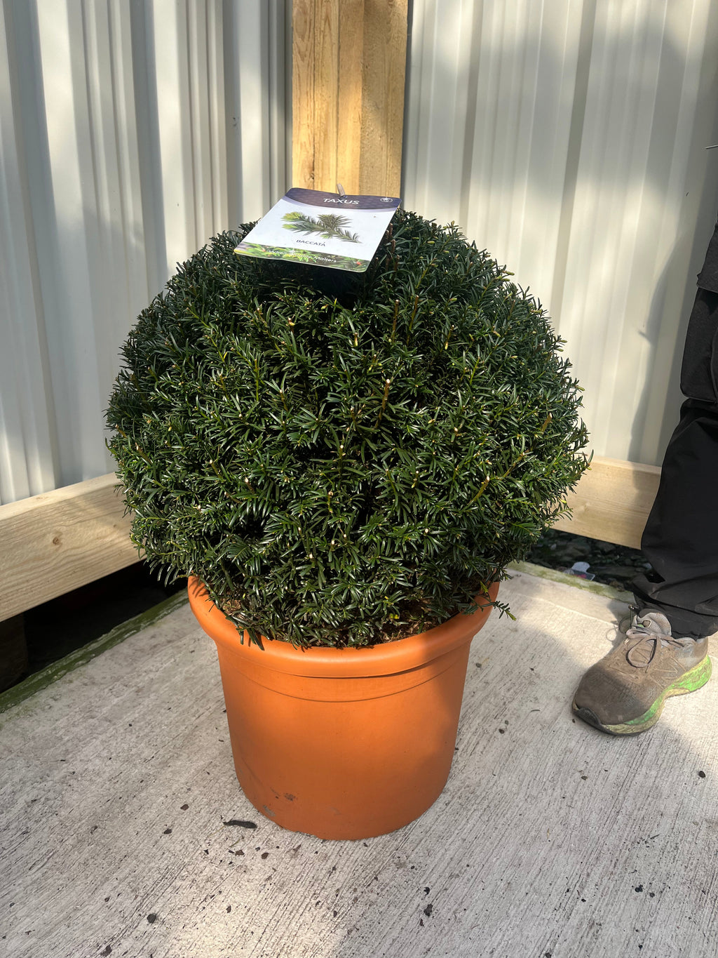 Yew Ball - Taxus Baccata Ball 6L / 7L / 10L / 22L