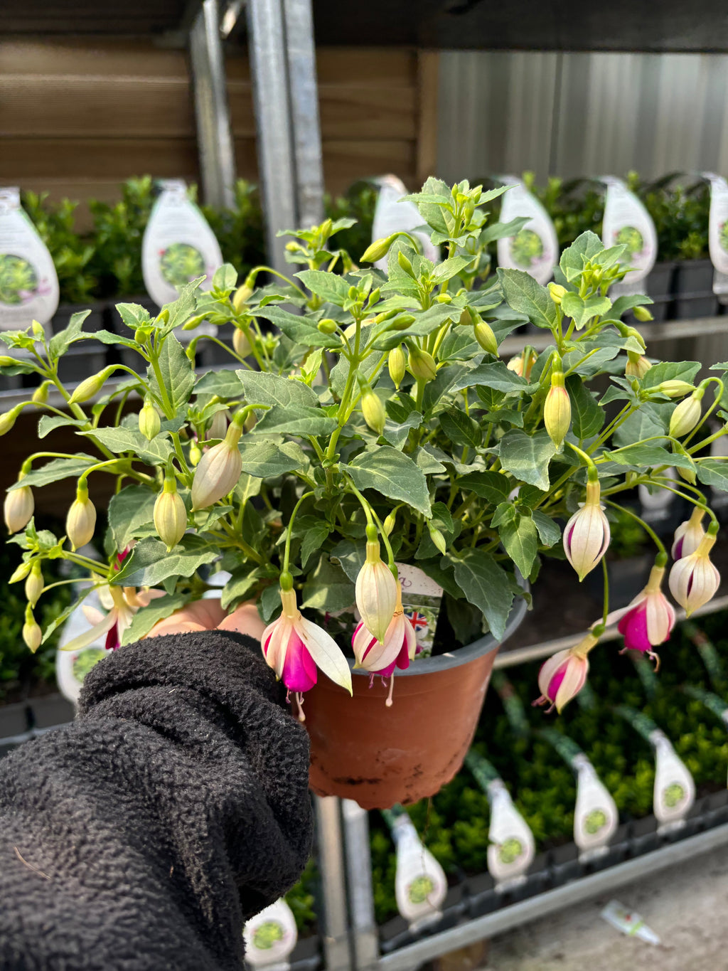 Summer Bedding Mix 3 x  13.5cm Pots