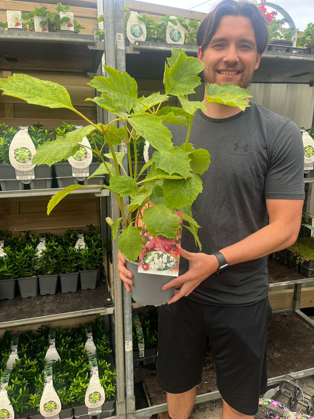 Hydrangea quercifolia 'Snow Flake' (Oak Leaf Hydrangea) - 2.5L
