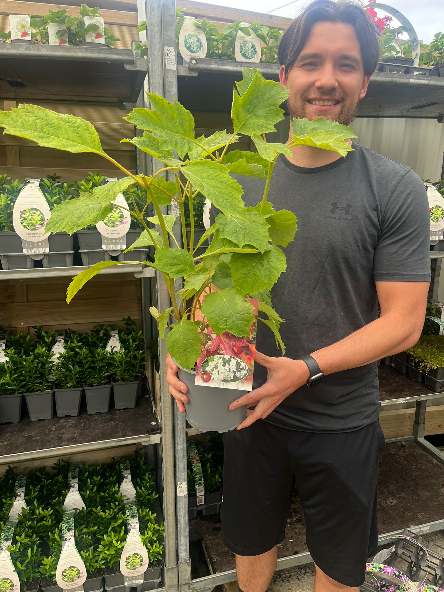 Hydrangea quercifolia 'Snow Flake' (Oak Leaf Hydrangea) - 2.5L
