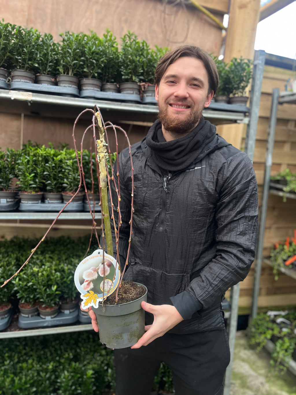 Salix 'Kilmarnock' Weeping Willow Standard