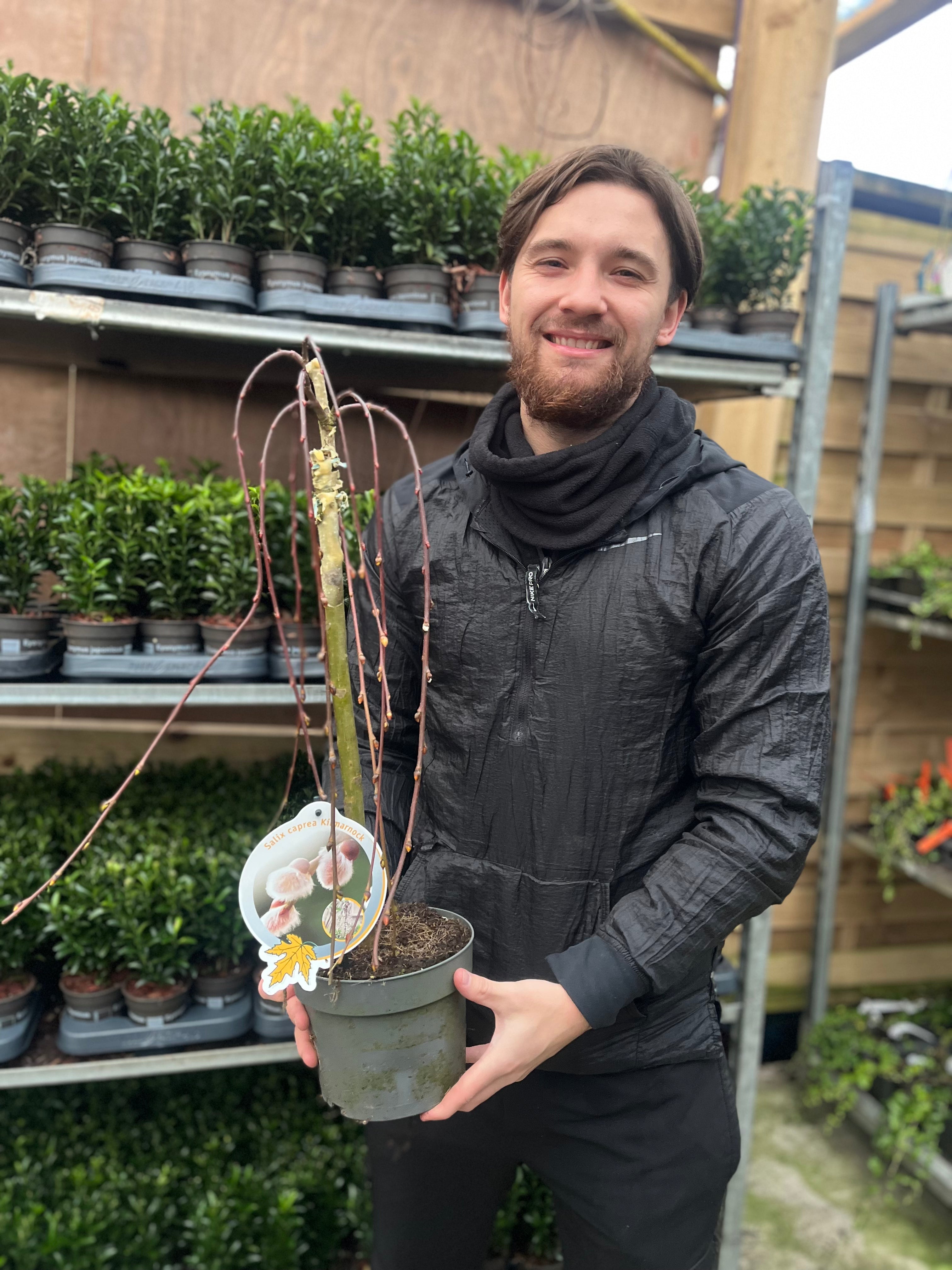 Salix 'Kilmarnock' Weeping Willow Standard