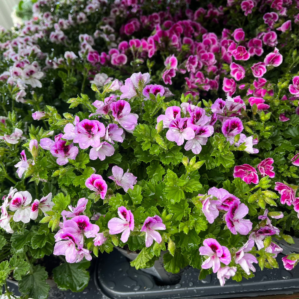Scented Pelargonium (Scented Geranium) 1.5L Our Choice
