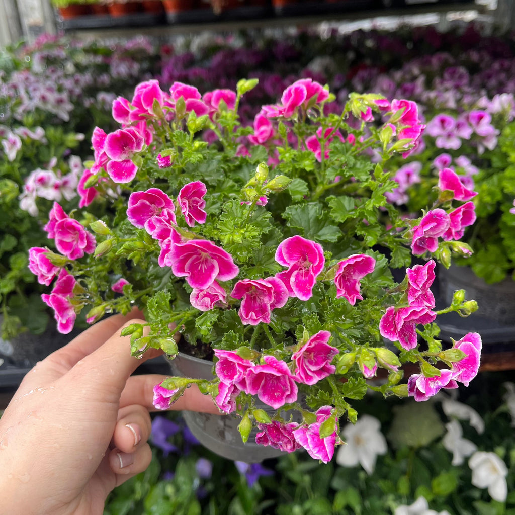 Scented Pelargonium (Scented Geranium) 1.5L Our Choice