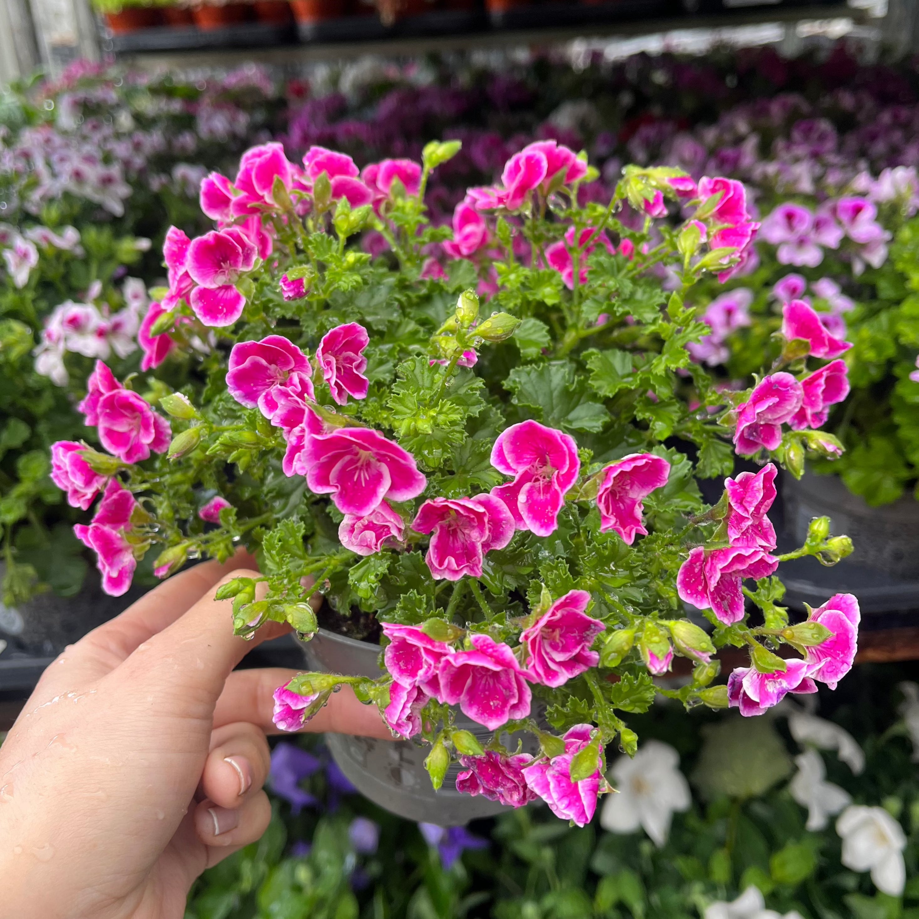 Scented Pelargonium (Scented Geranium) 1.5L Our Choice