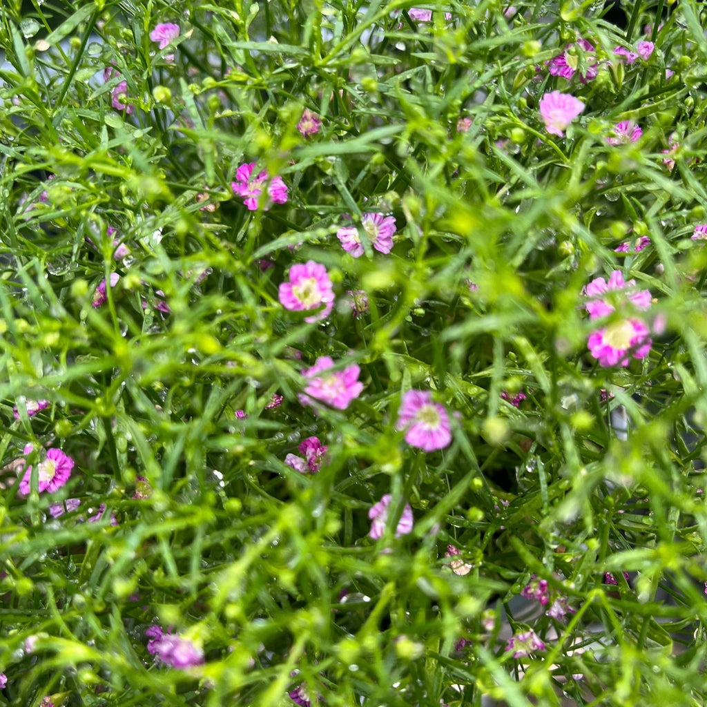 Gypsophila Rose 1.5L