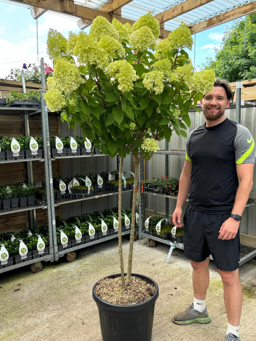 Hydrangea paniculata 'LimeLight’ Multistem Tree 12L-45L