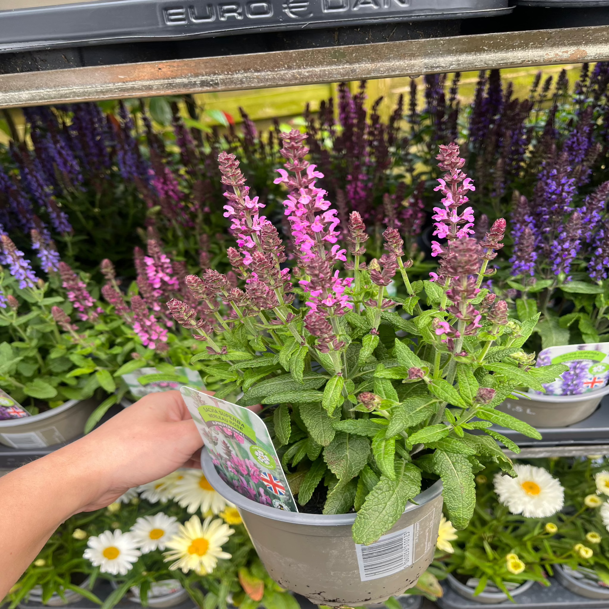 Salvia New Dimensions Rose 9cm/1.5L