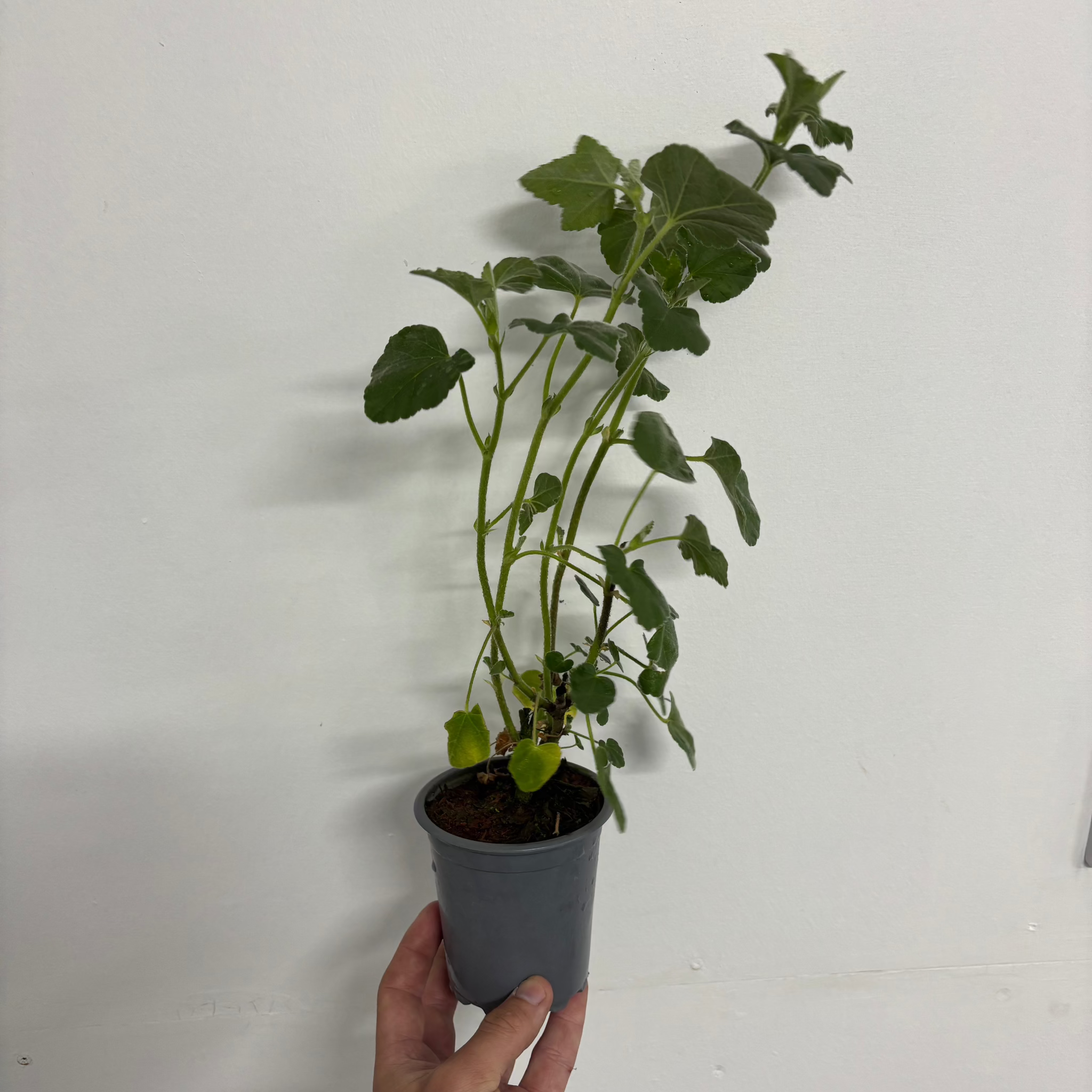 Lavatera 'Burgundy Wine' 9cm / 2L / 3L