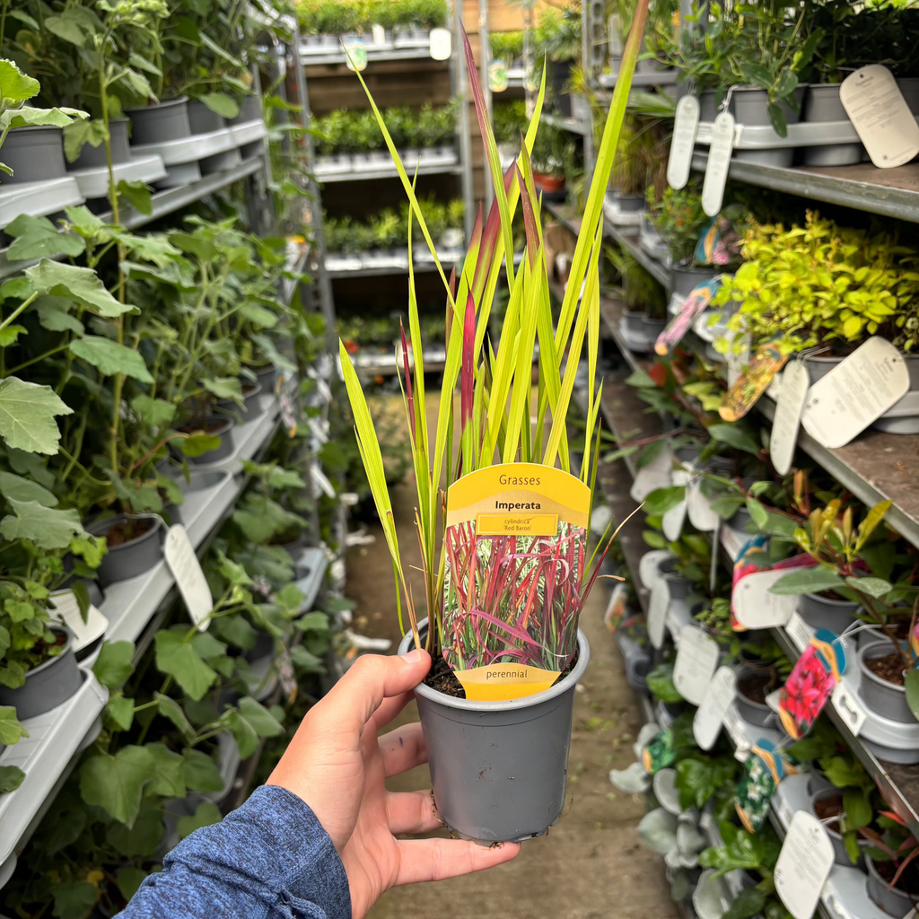 Imperata cylindrica Red Baron (Japanese Blood Grass) 9cm/2L/3L/7.5L
