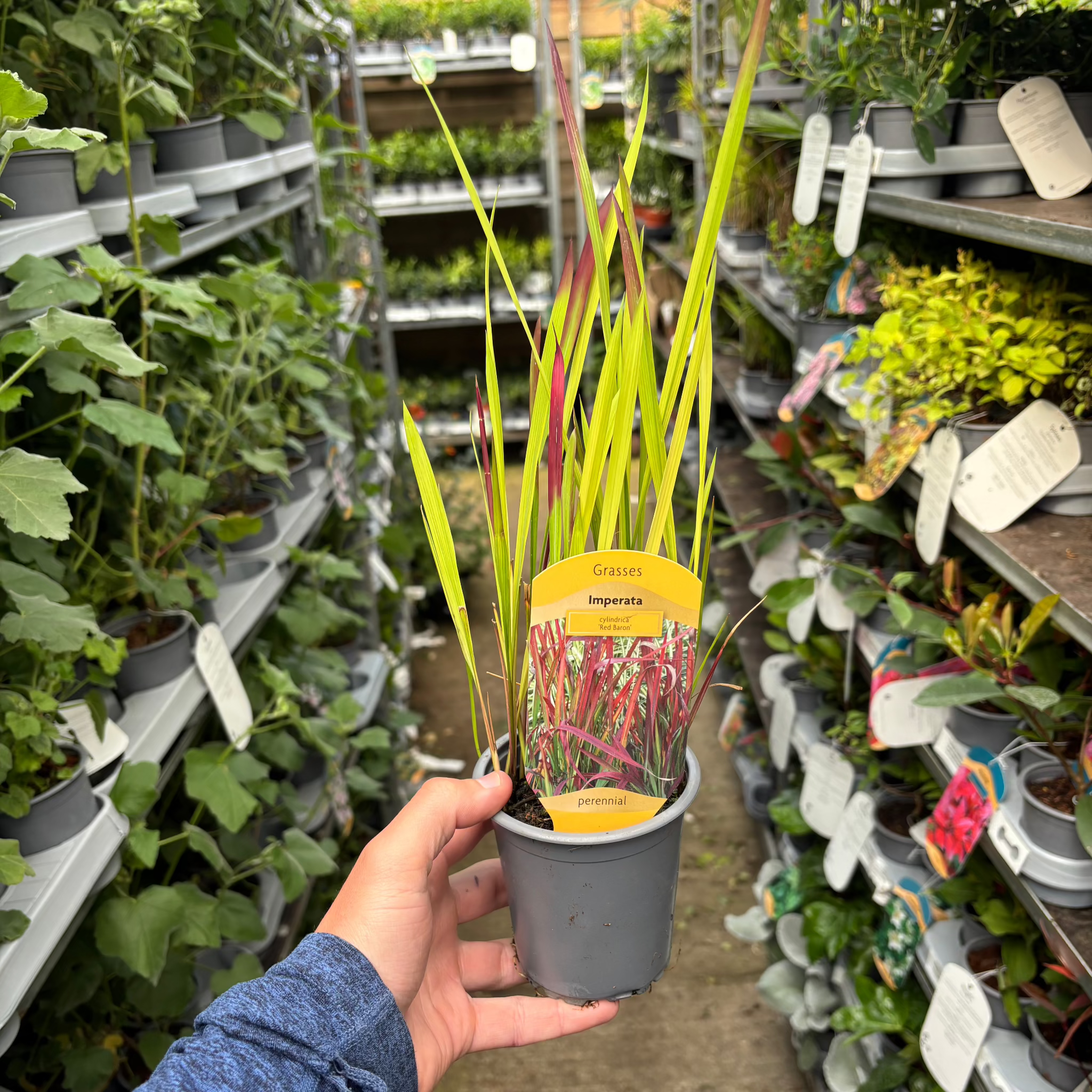 Imperata cylindrica Red Baron (Japanese Blood Grass) 9cm/2L/3L/7.5L