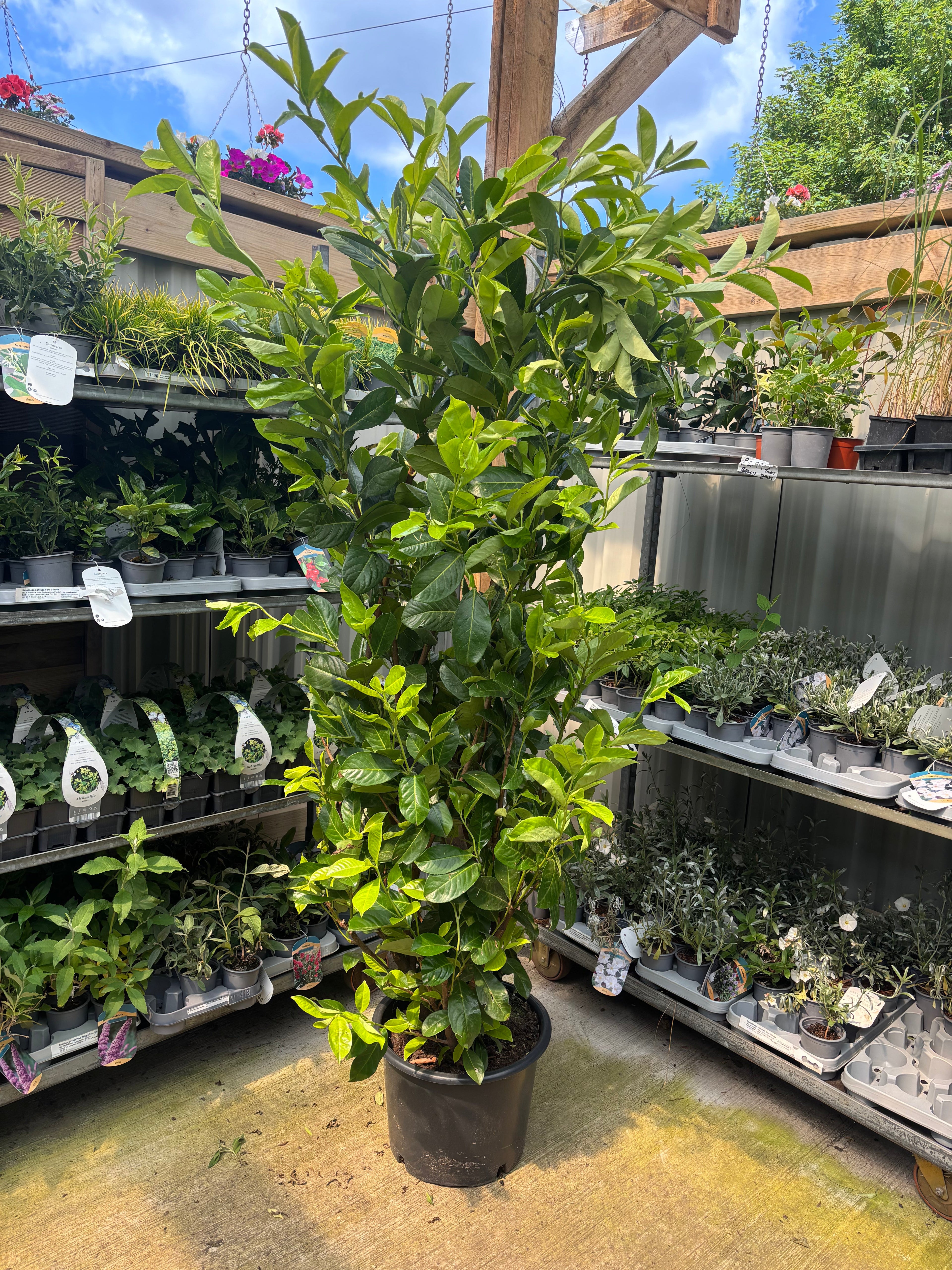7ft Established Bushy Potted Cherry Laurel Hedge Plants 200-210cm (Multi-Buy Offers Available)