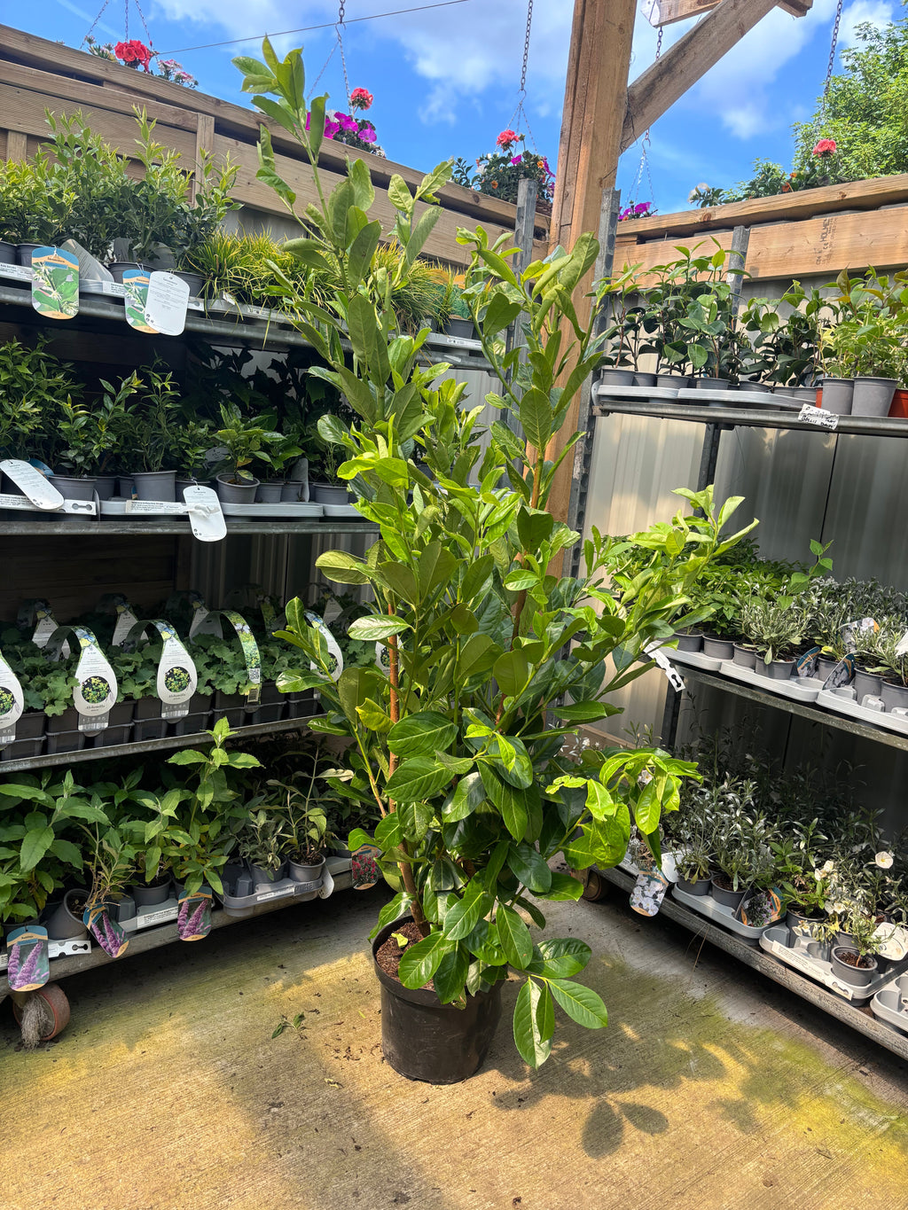 5-6ft Potted Cherry Laurel Hedge Plants 150-180cm (Multi-Buy Offers Available)
