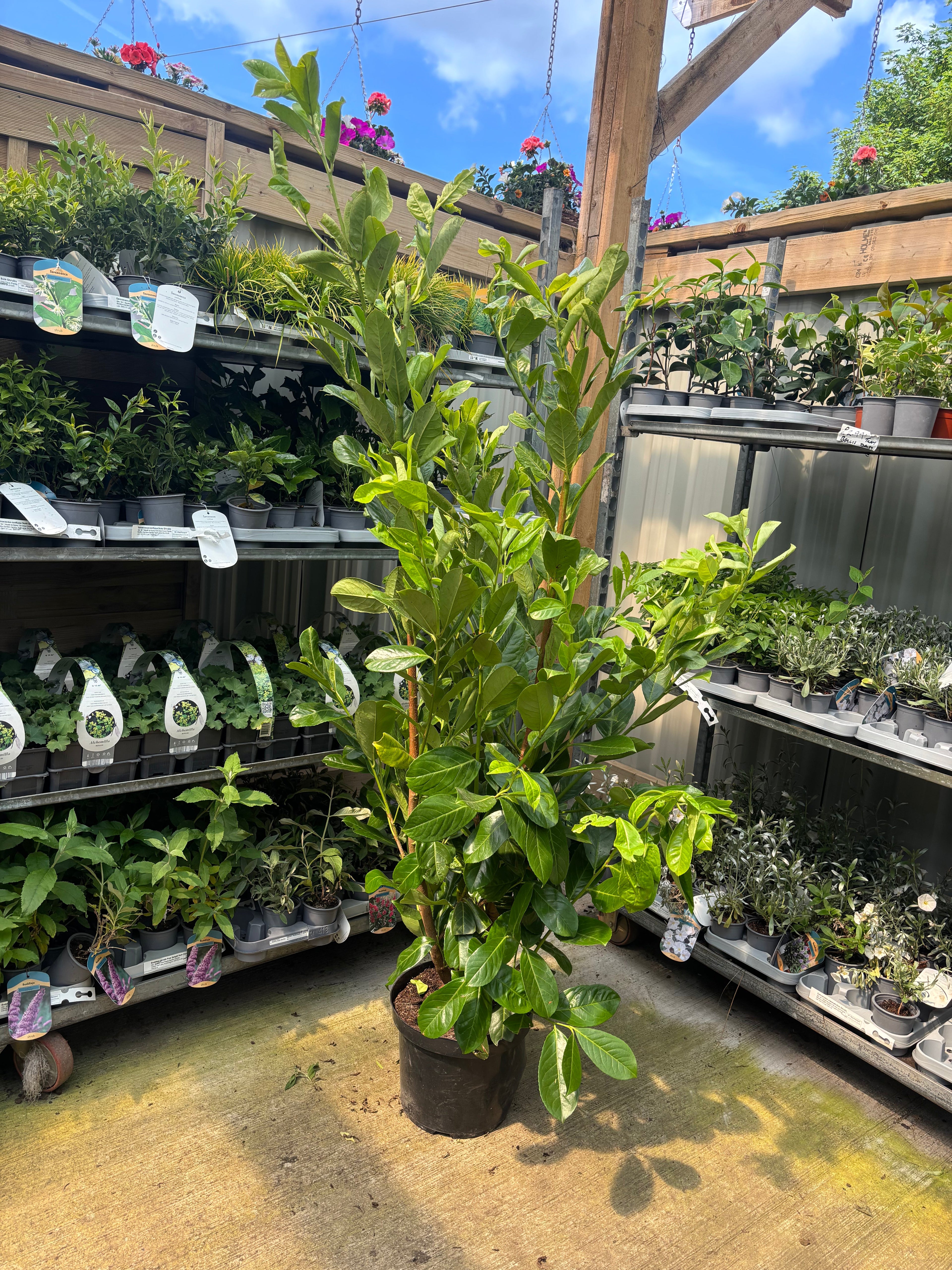 5-6ft Potted Cherry Laurel Hedge Plants 150-180cm (Multi-Buy Offers Available)