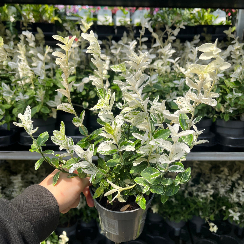 Euonymus fortunei 'Harlequin' 9cm / 1.5L / 2L