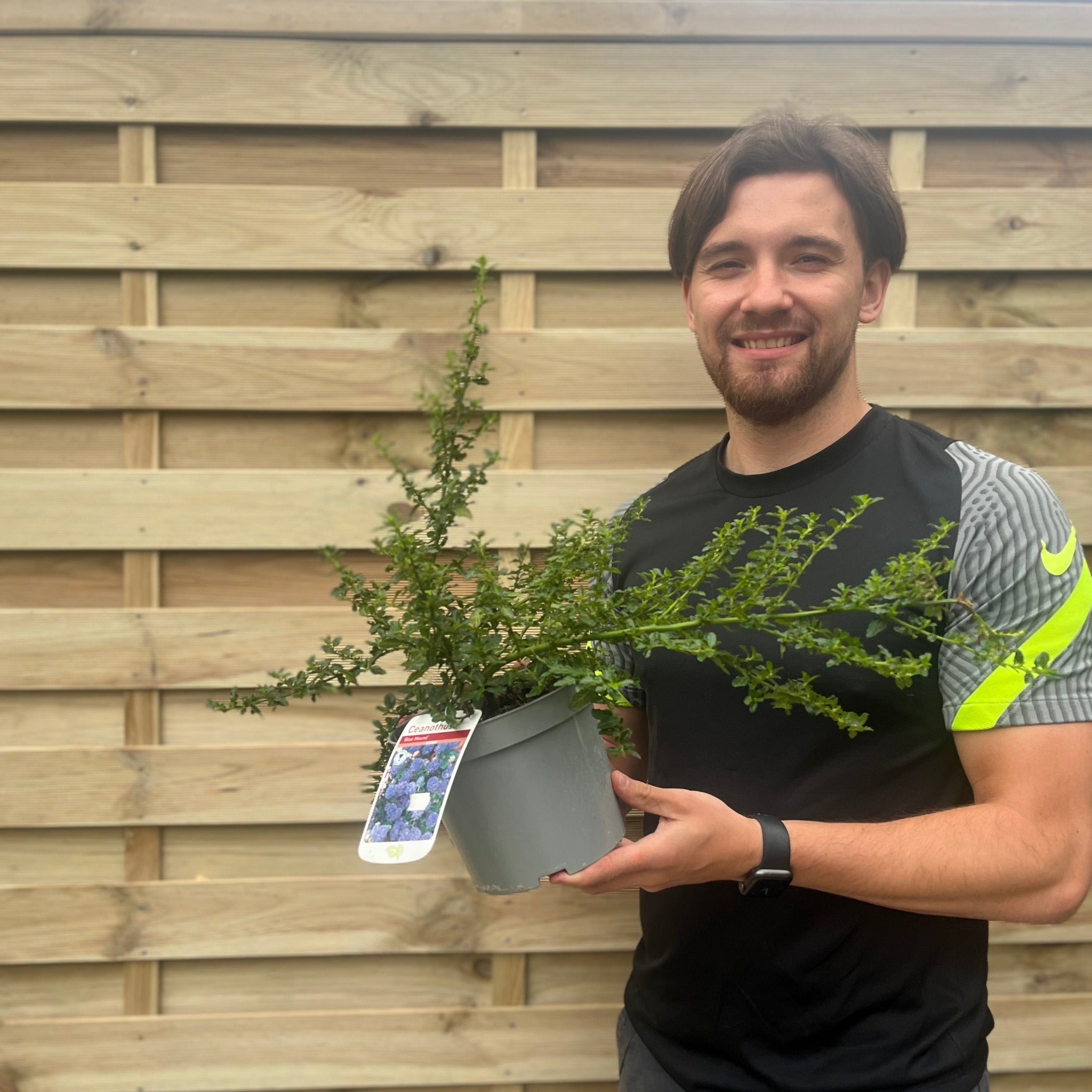 Ceanothus 'Blue Mound' 2L