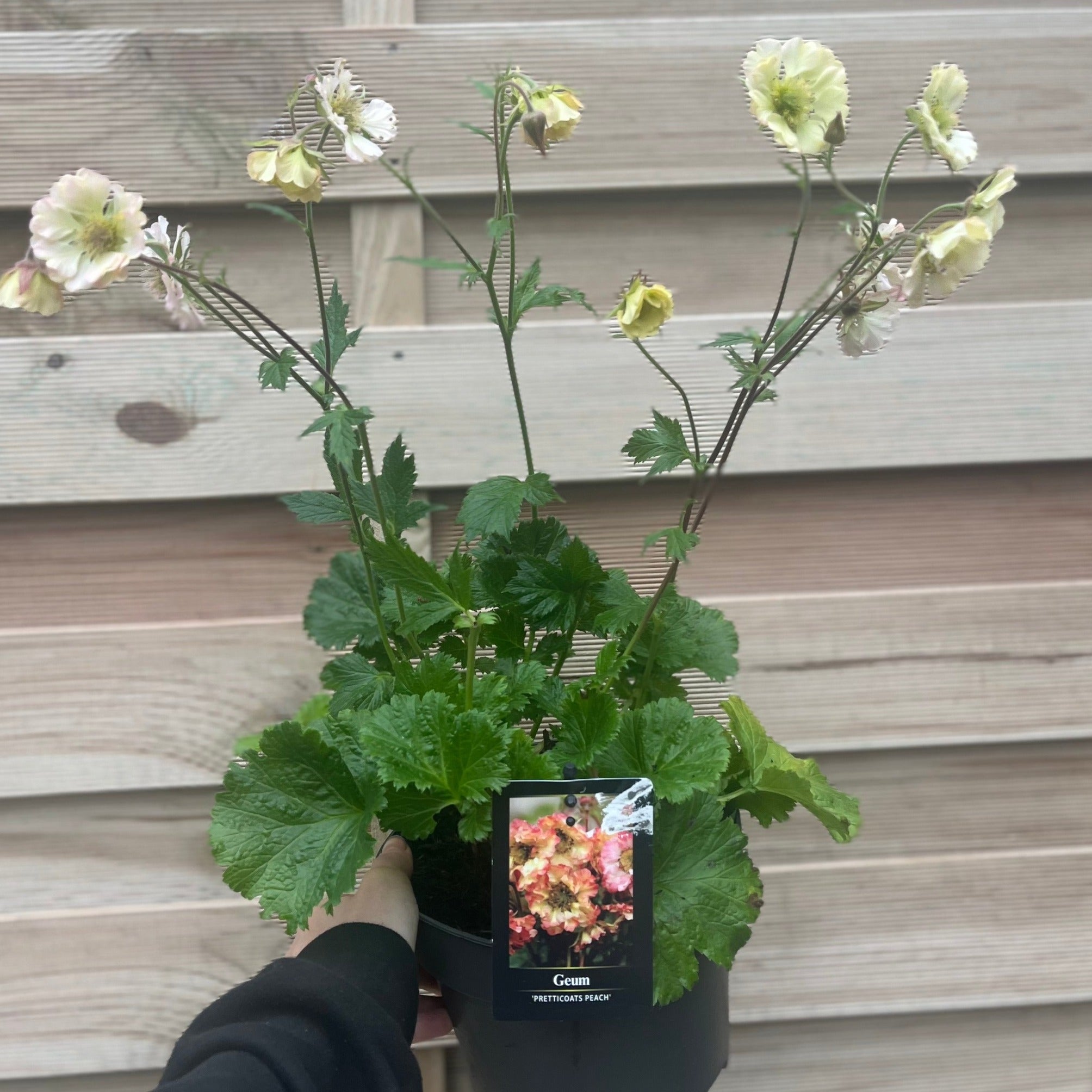 Geum pretticoats peach 3L