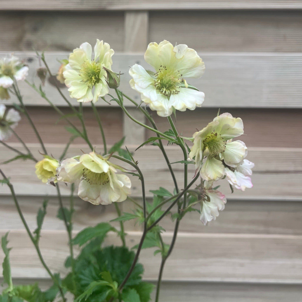 Geum pretticoats peach 3L