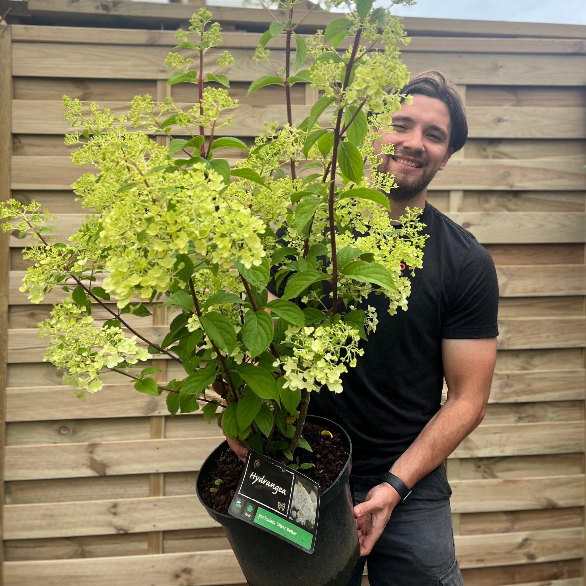 Hydrangea paniculata 'Silver Dollar' 1.5/10L
