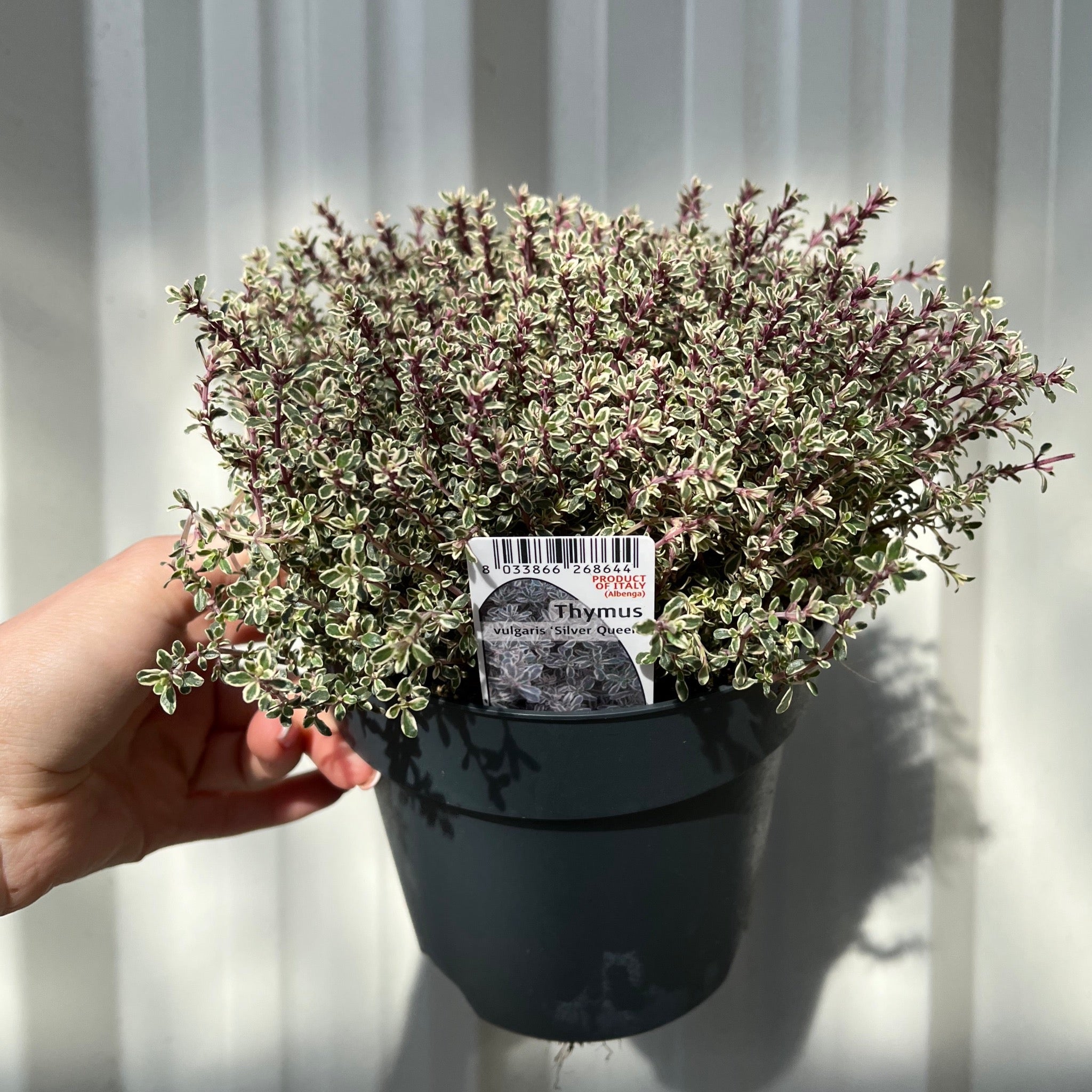 Thymus vulgaris 'Silver queen' (Silver Queen Thyme) 1.5L
