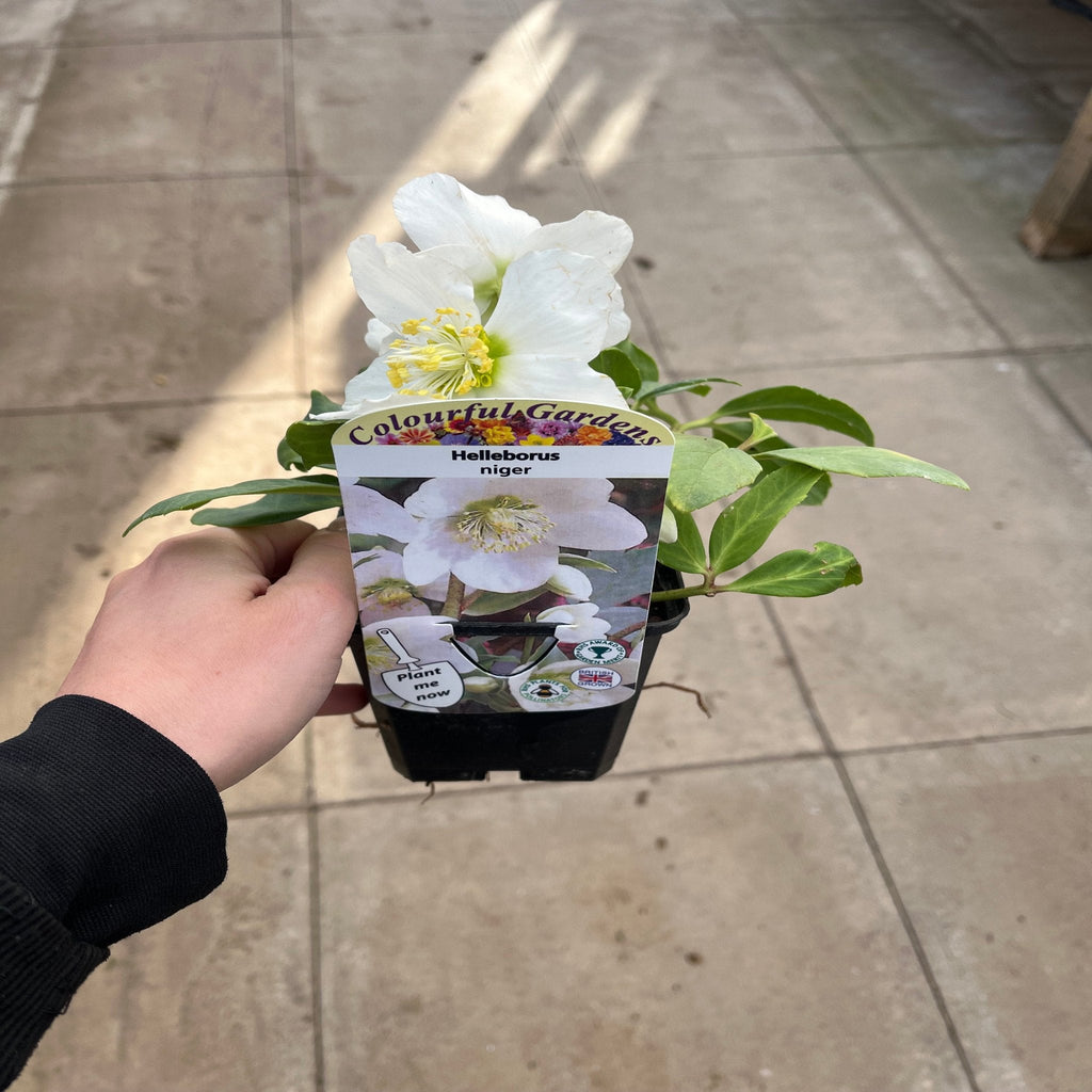 Helleborus nyger 'Christmas Carol' | Christmas Rose | Hellebore | 9cm-2L Available