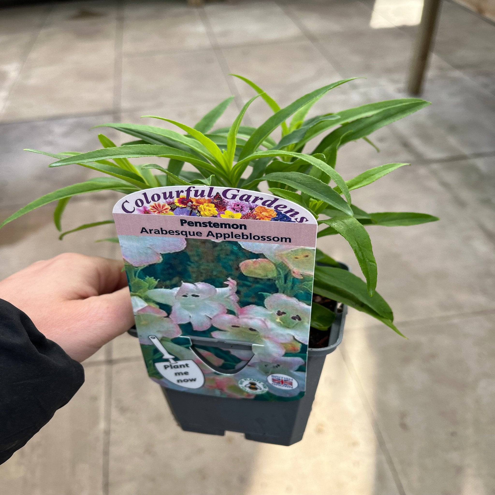 Penstemon Arabesque 'Appleblossom' 9cm/1.5L/2L