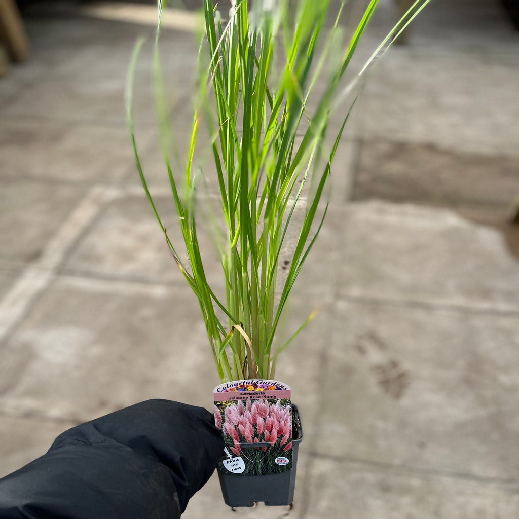 Pampas Grass - Cortaderia selloana Pumila 2L/5L