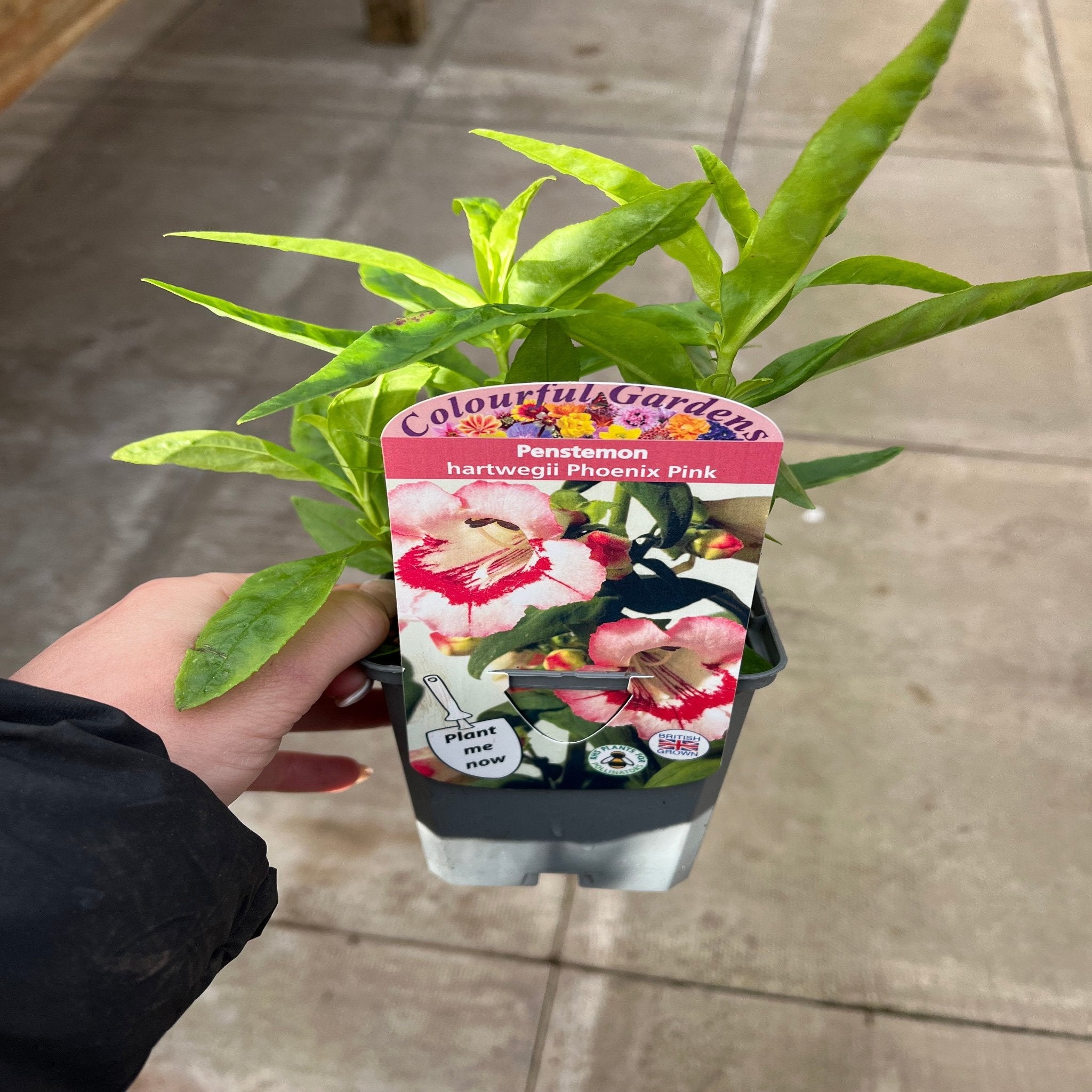 Penstemon 'Hewells Pink' 9cm/1.5L