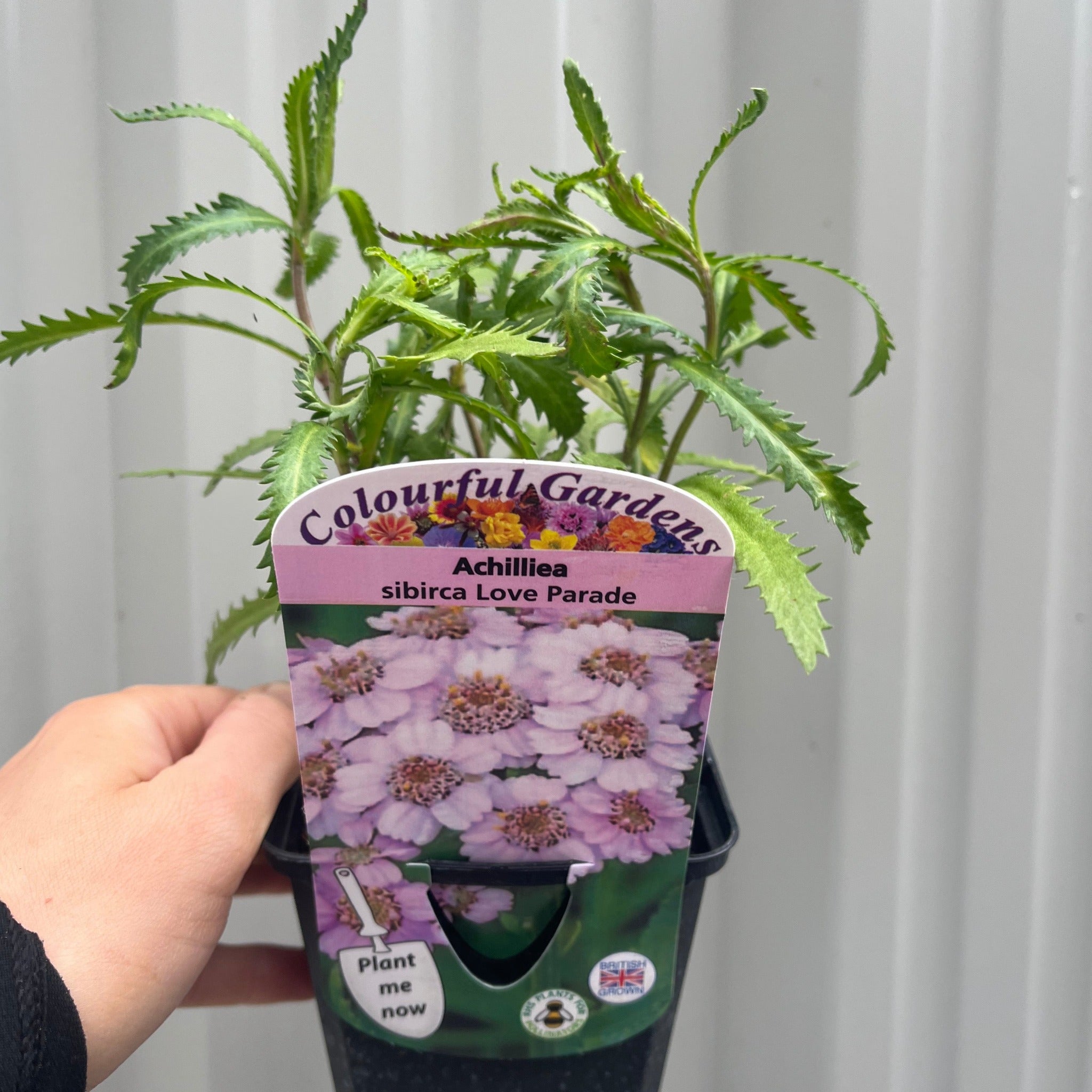 Achilliea sibirca 'Love Parade' 9cm Pot