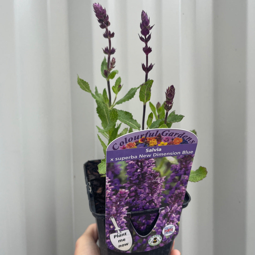 Salvia nemorosa Sensation Blue 9cm/1.5L