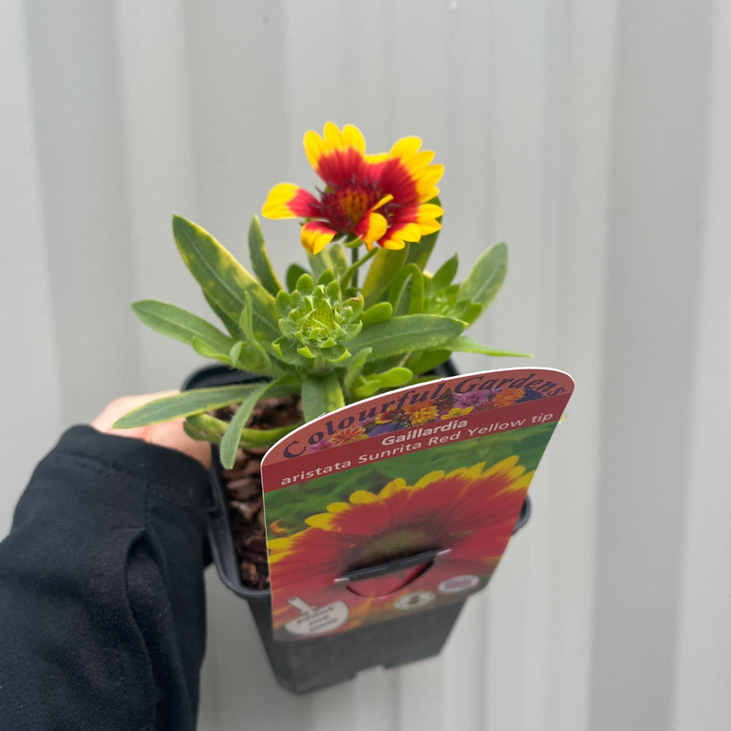 Gaillardia aristata Sunrita Red Yellow Tip 9cm