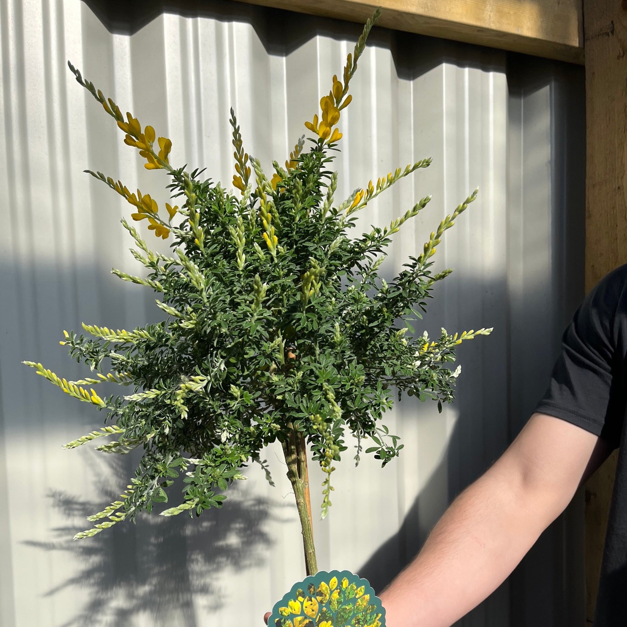 Broom Cytisus 'Racemosus' On Stem 50cm