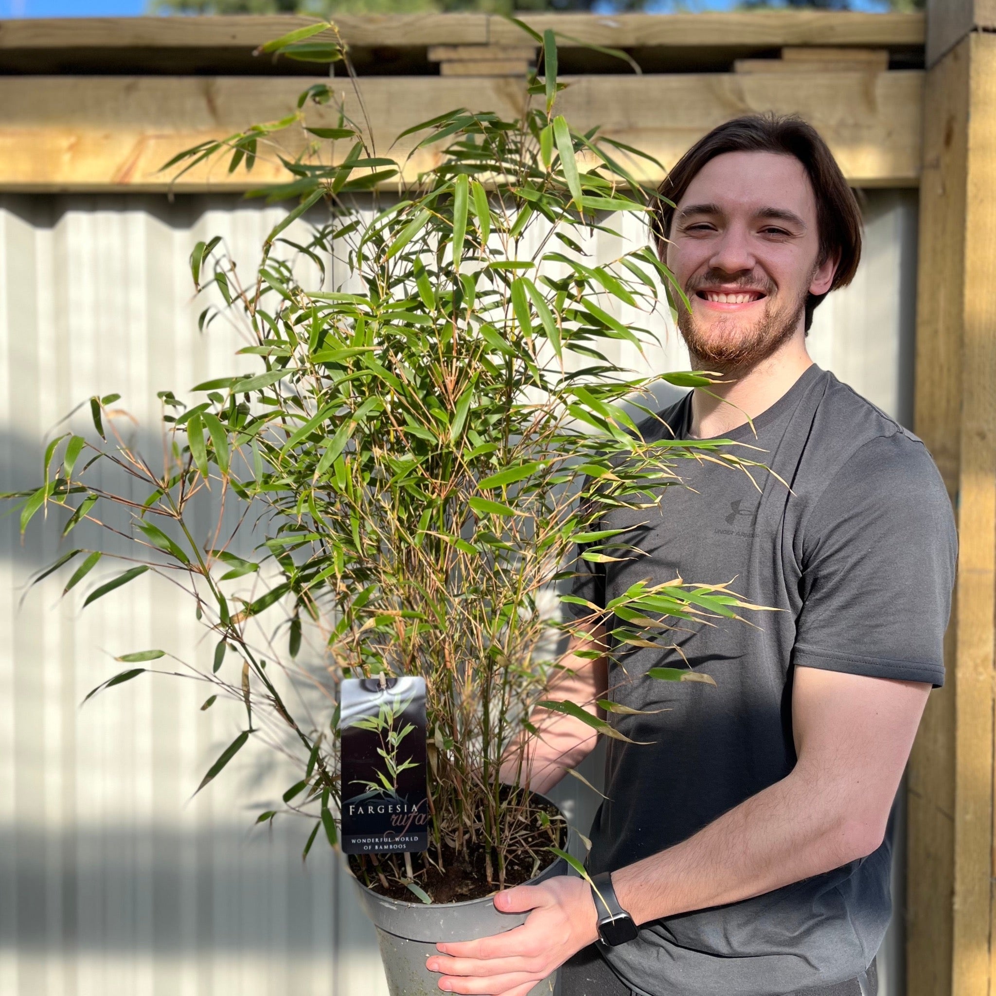 Fountain Bamboo | Fargesia Rufa (90cm)