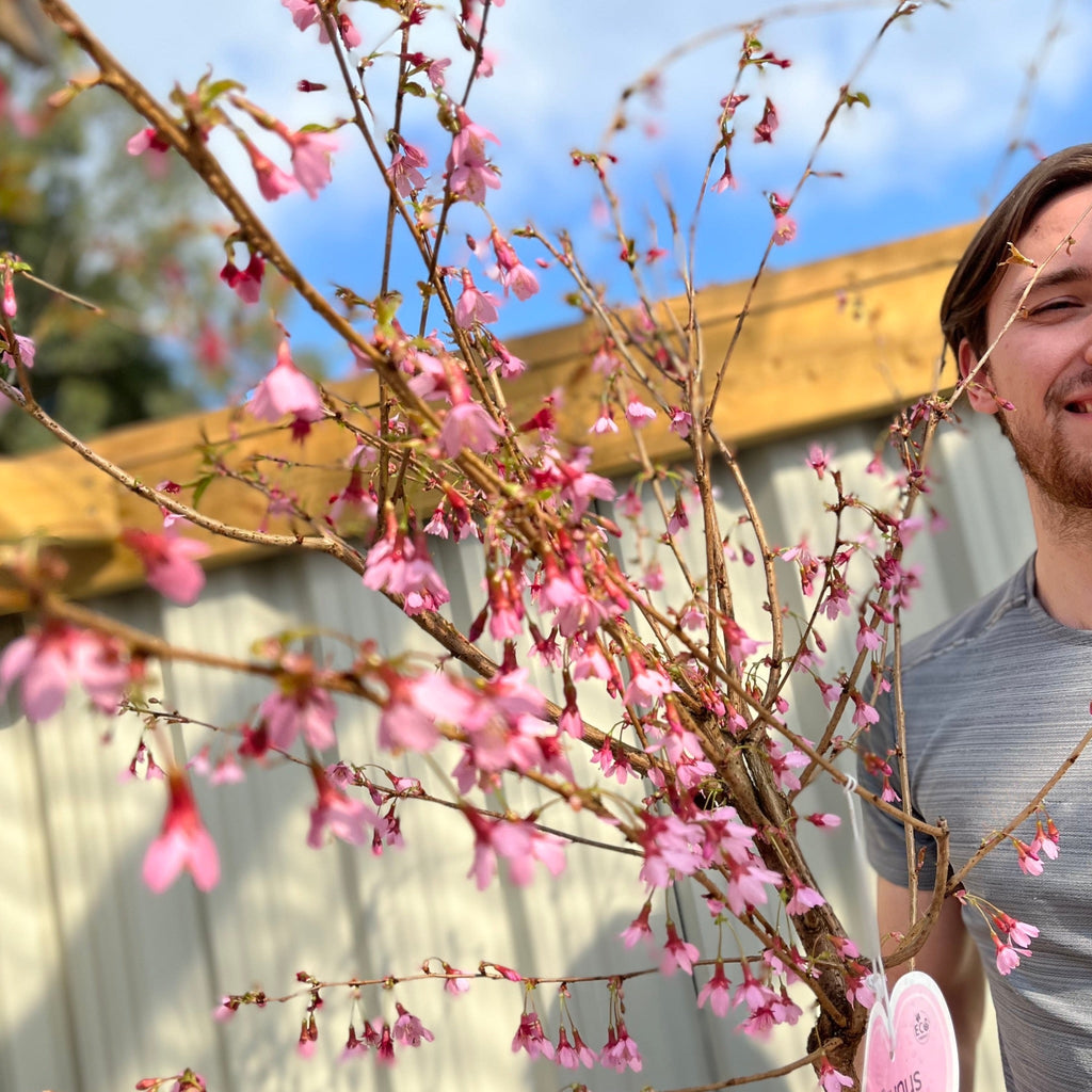 Prunus 'Okame' | Pink Flowering Cherry Tree | Blossom Tree 1M