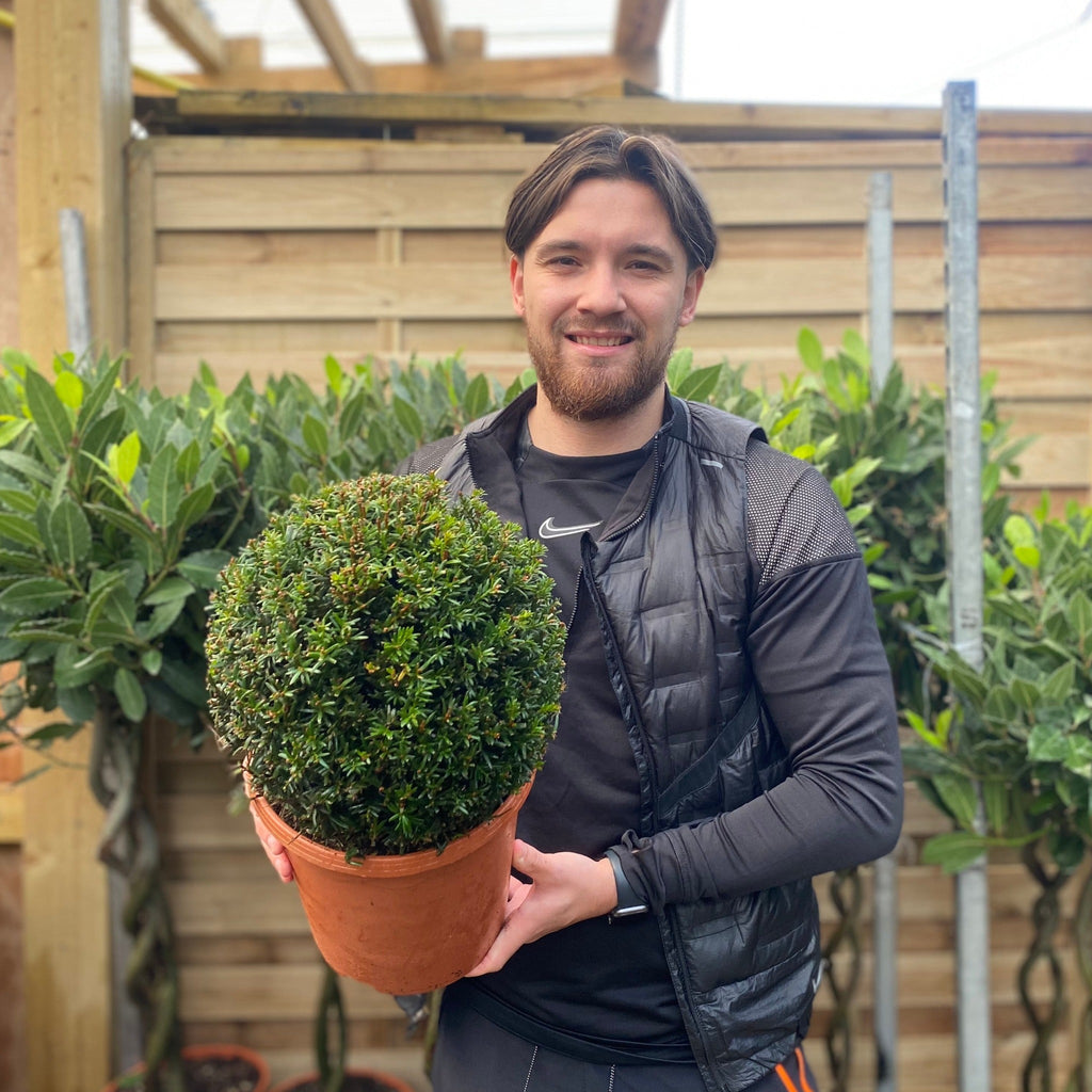 Yew Ball - Taxus Baccata Ball 6L / 7L / 10L / 22L